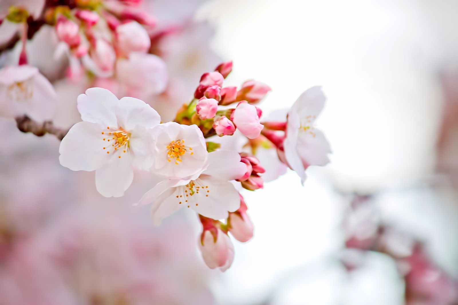 透き通る青空と桜｜フリー写真素材・無料ダウンロード-ぱくたそ
