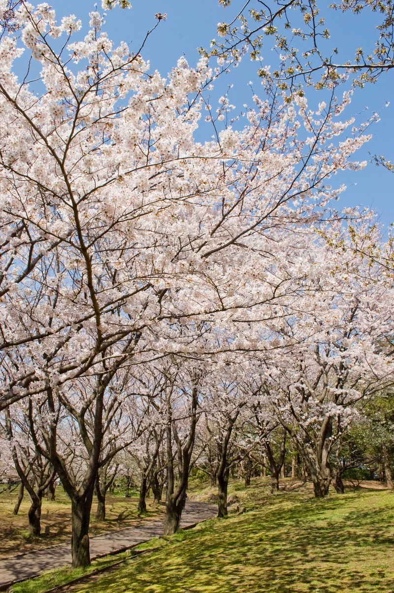 桜の道の写真 画像 を無料ダウンロード フリー素材のぱくたそ