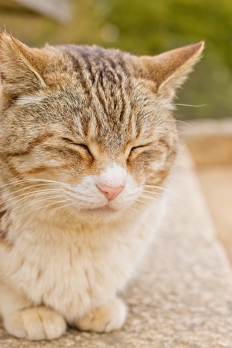 「ポカポカ陽気で寝ている猫 | フリー素材のぱくたそ」の写真