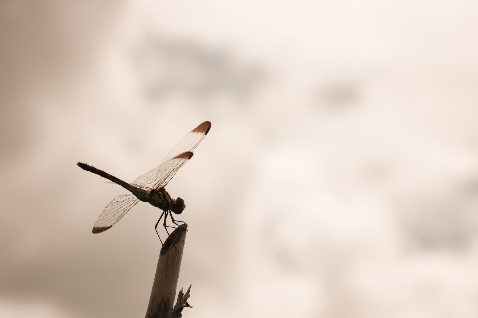 うすら雲と赤とんぼの写真を無料ダウンロード フリー素材 ぱくたそ