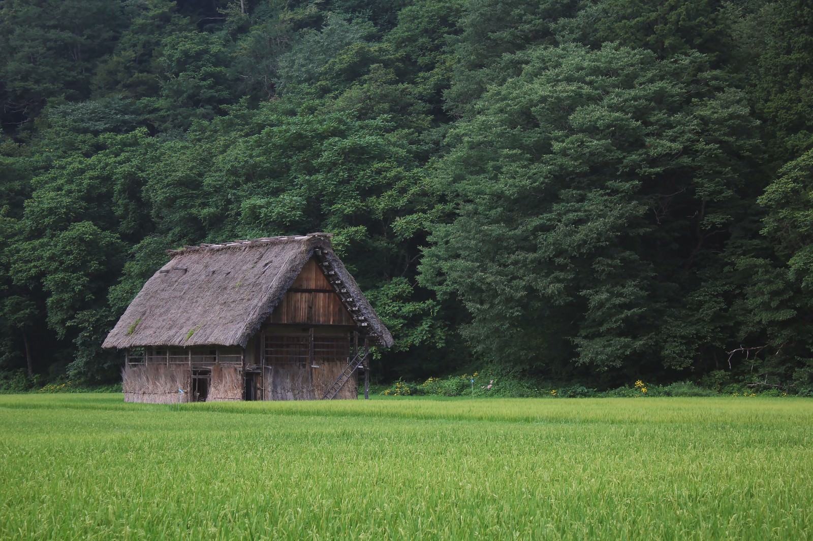 田んぼの中の家 無料の写真素材はフリー素材のぱくたそ