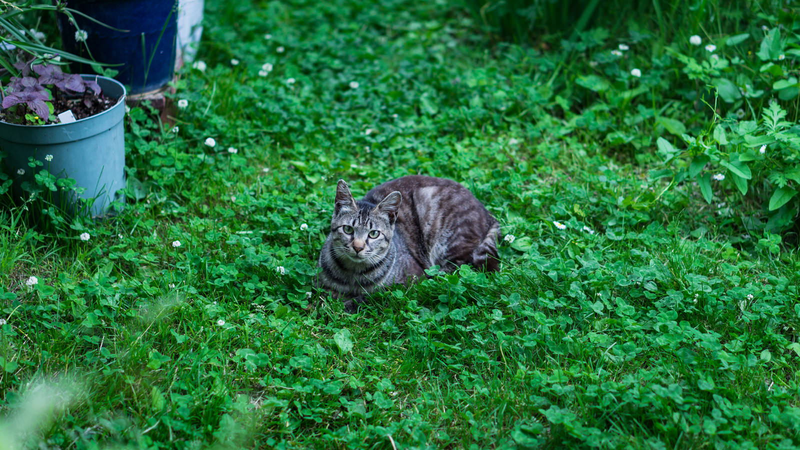 「庭のシロツメクサと猫」