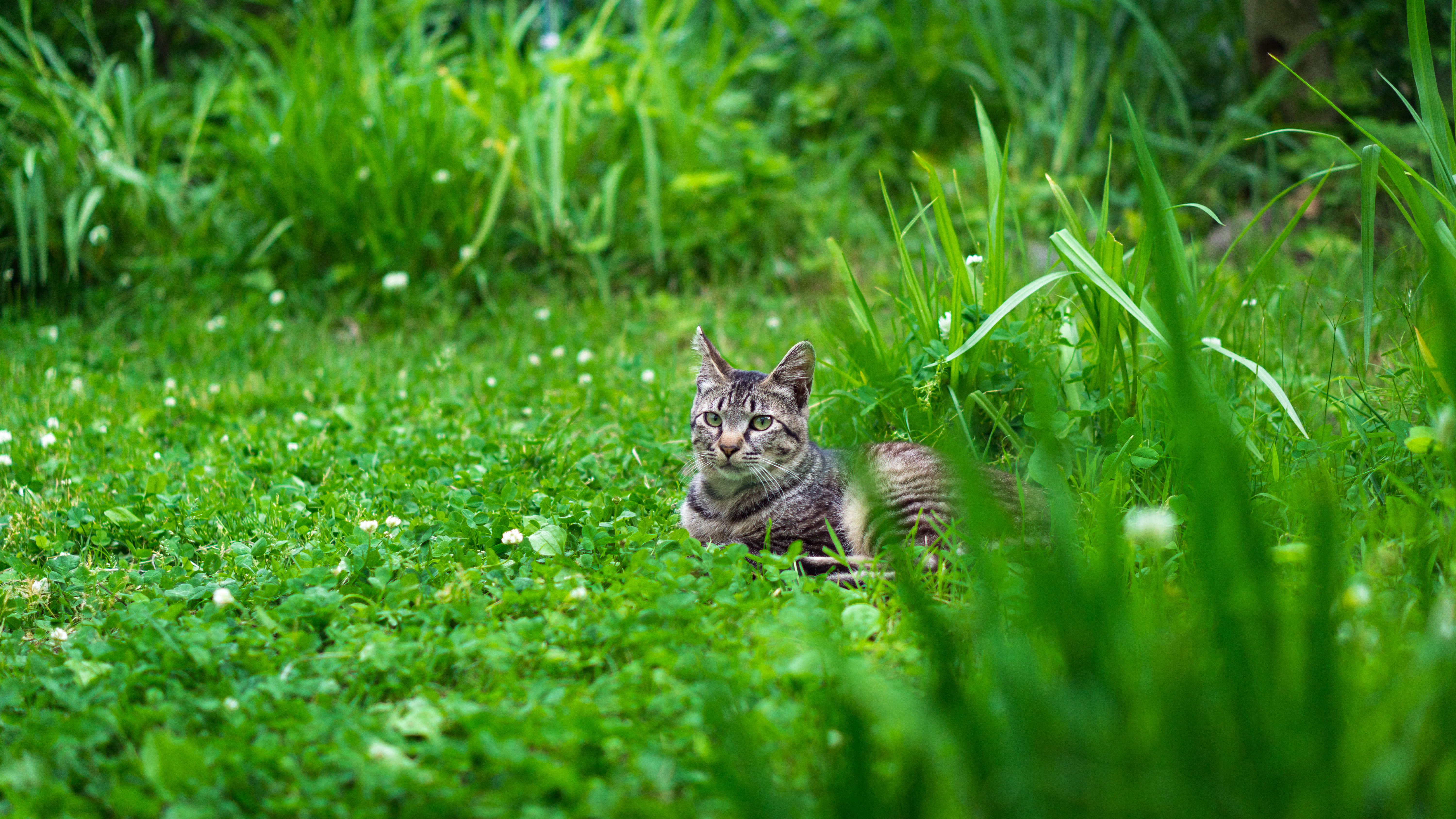 草むらで日向ぼっこするネコ氏の写真素材 ぱくたそ
