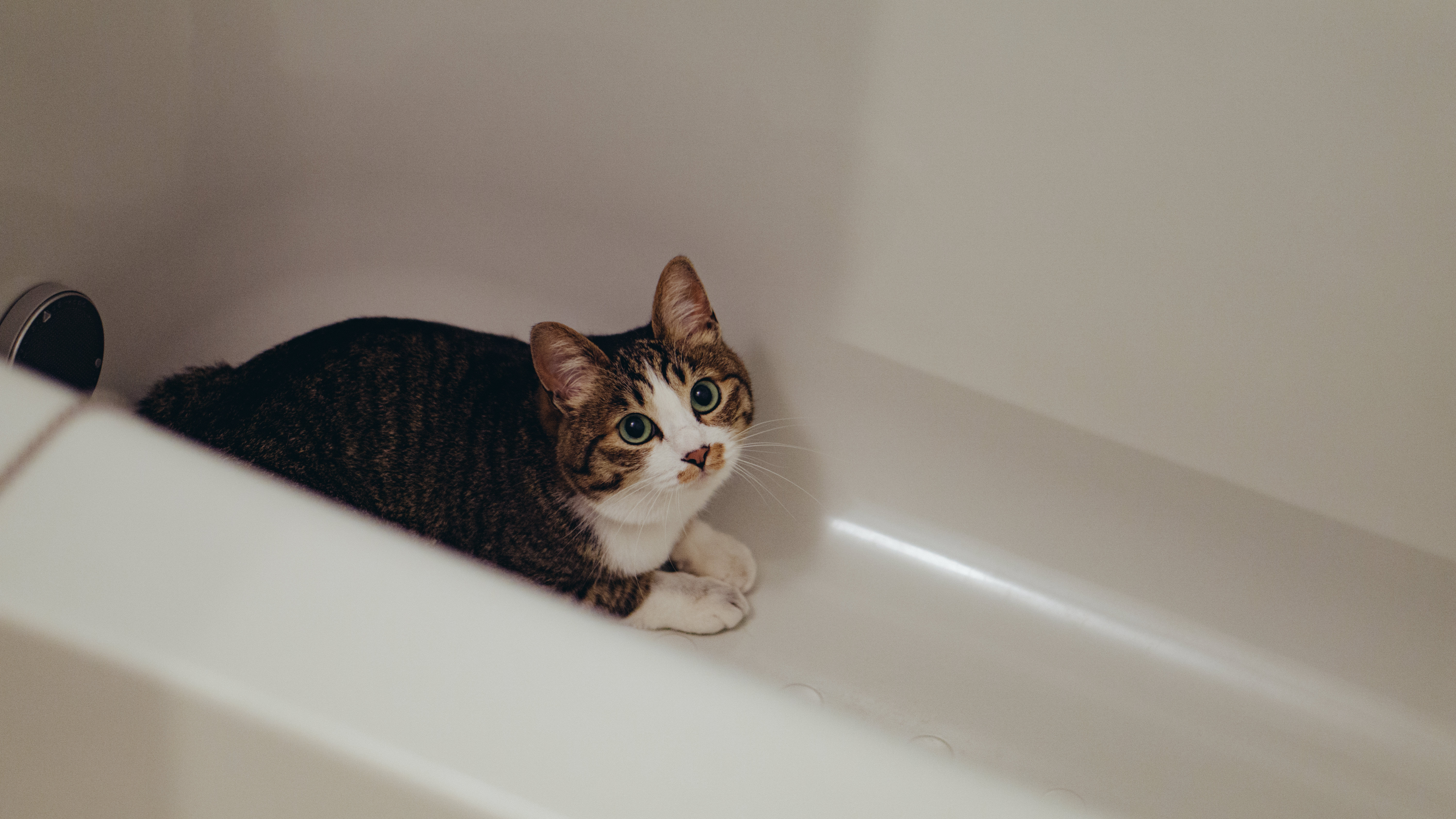 また浴槽に隠れる猫の写真素材 ぱくたそ