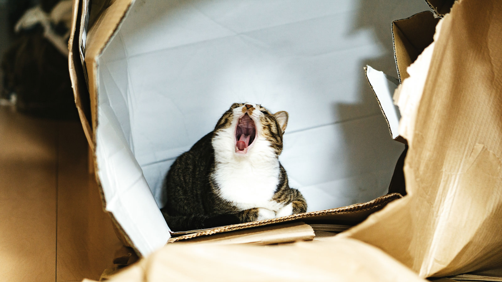 空き箱の中で大あくびする猫の写真素材 ぱくたそ