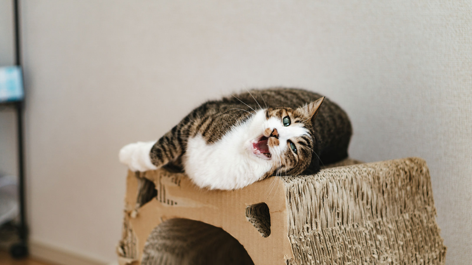 「爪とぎダンボールの上で戯れる猫 | フリー素材のぱくたそ」の写真