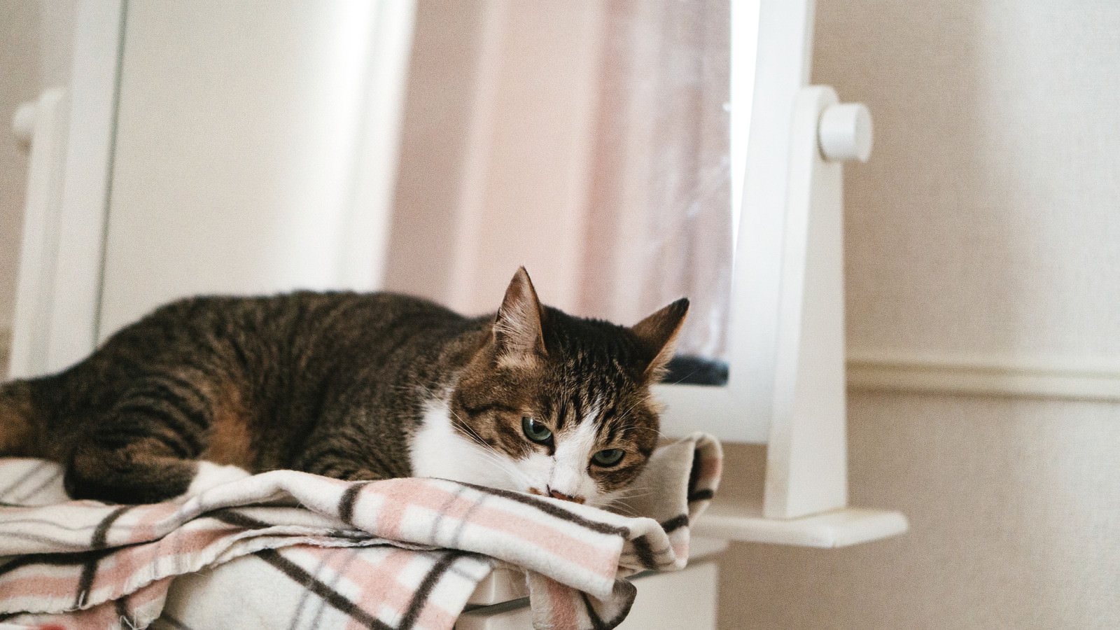「寝落ち寸前の猫 | フリー素材のぱくたそ」の写真