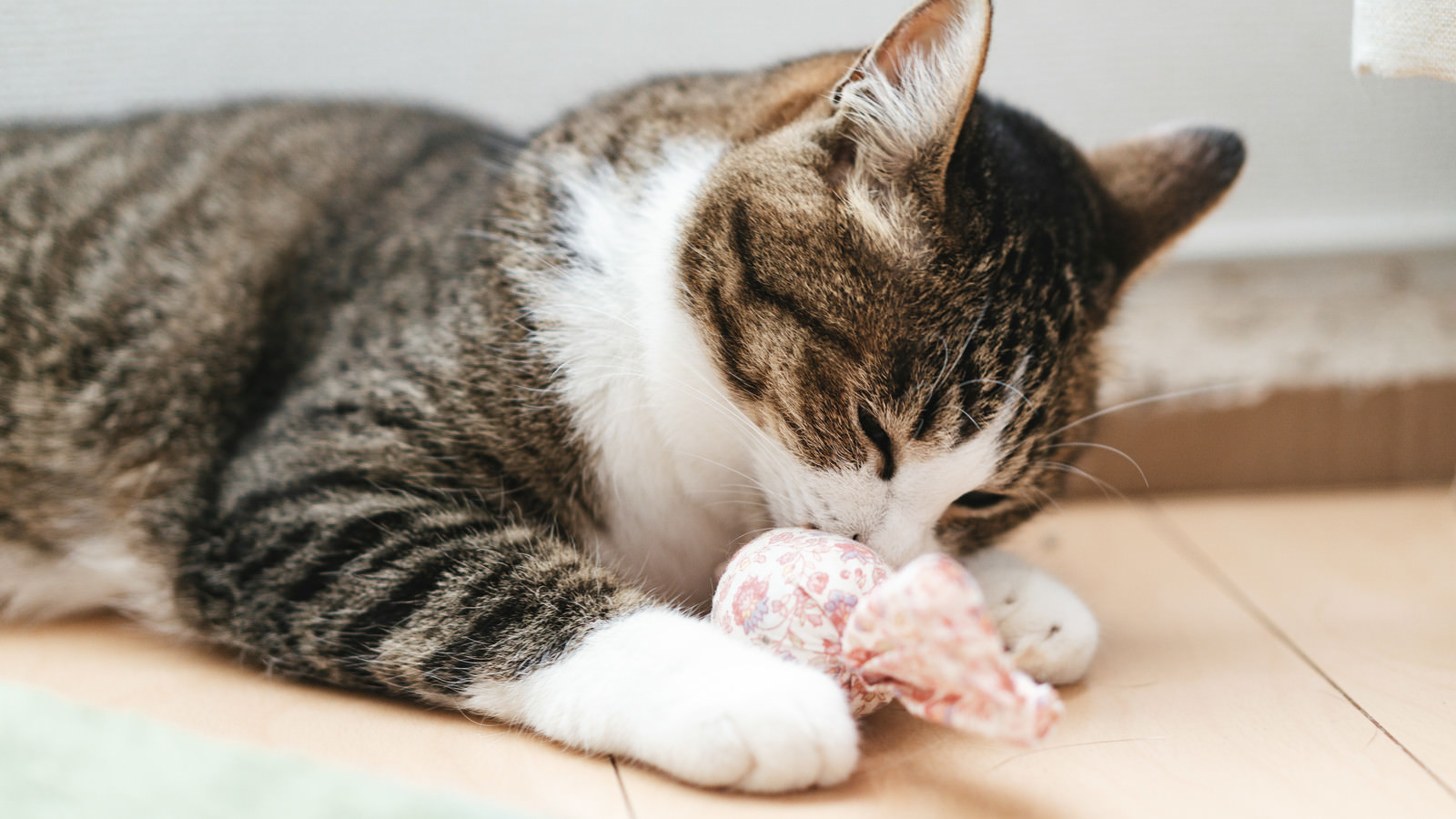 「おもちゃで遊ぶにゃんこ」