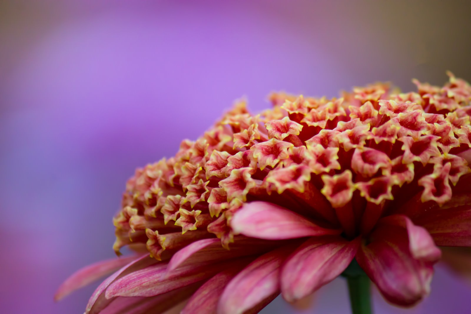 大丁菊の花の写真素材 ぱくたそ