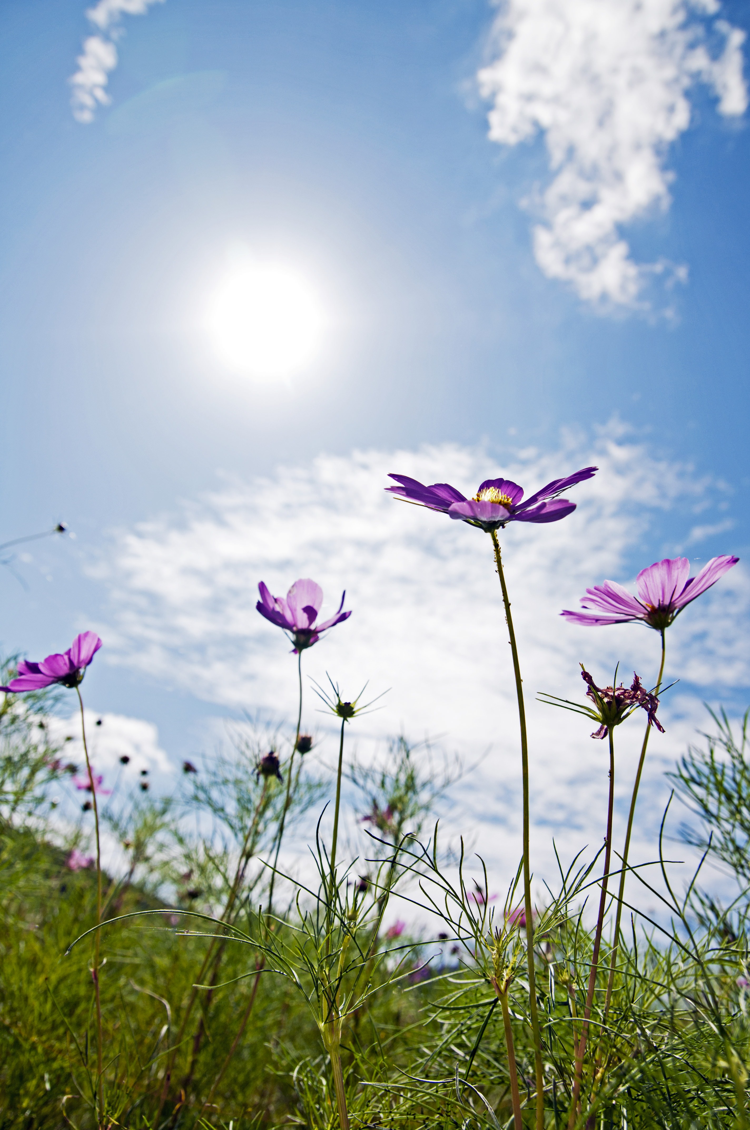 コスモスと太陽の写真を無料ダウンロード フリー素材 ぱくたそ