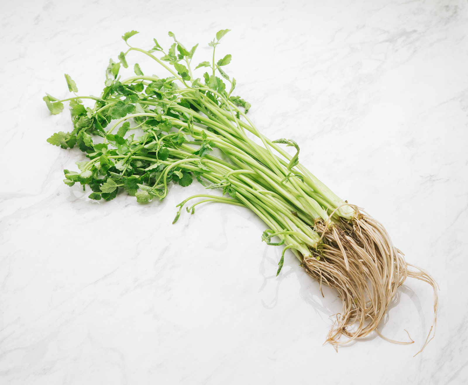 根っこが付いた芹（セリ）の束 新鮮な野菜の写真素材 - フリー素材ぱくたそ