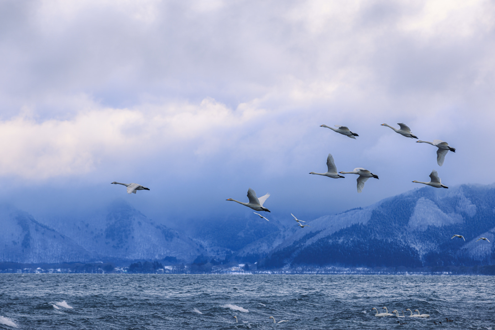 猪苗代湖上を飛翔する白鳥の群れ