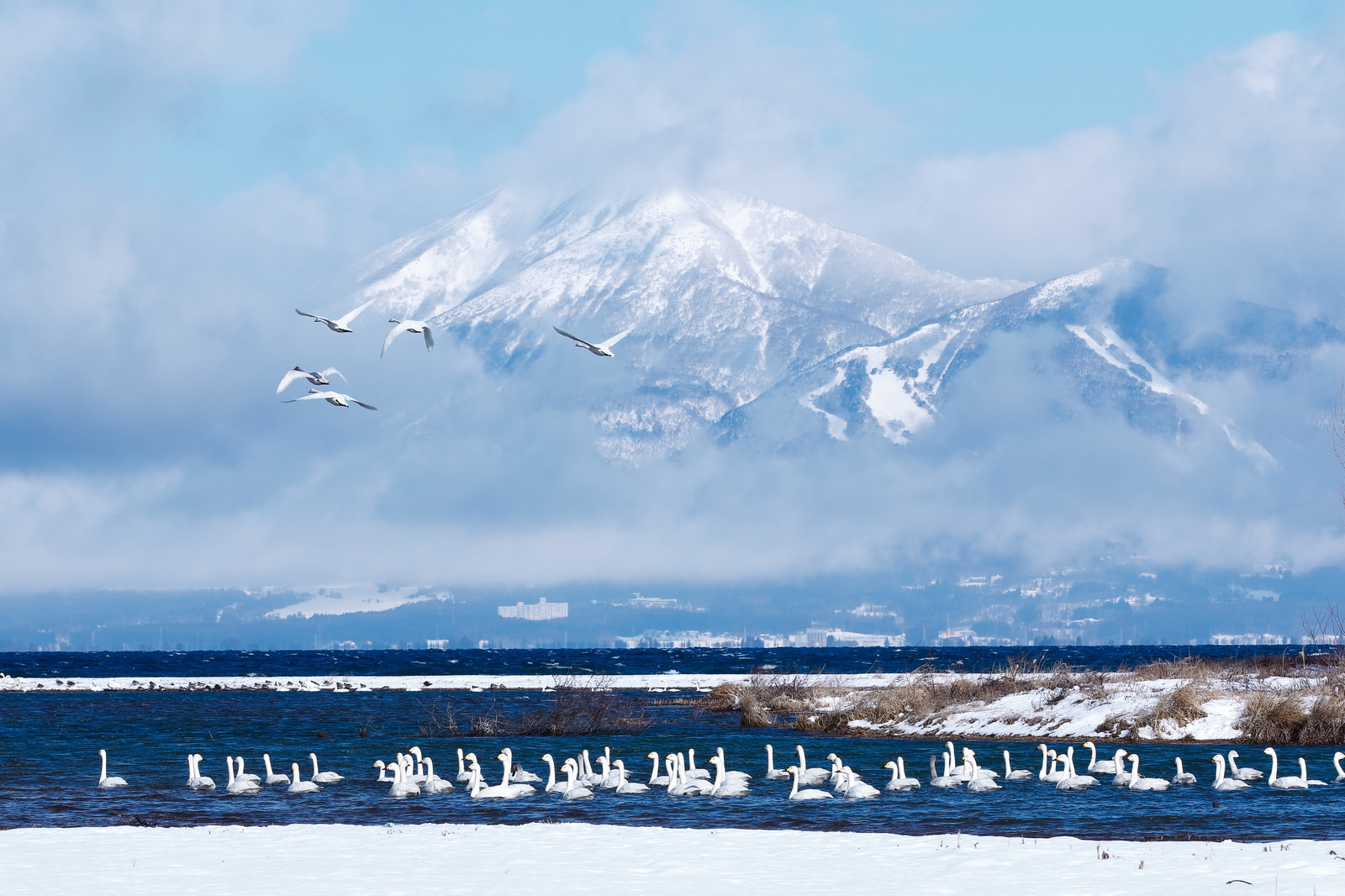 磐梯山を背に飛び立ちはじめる白鳥達の写真素材