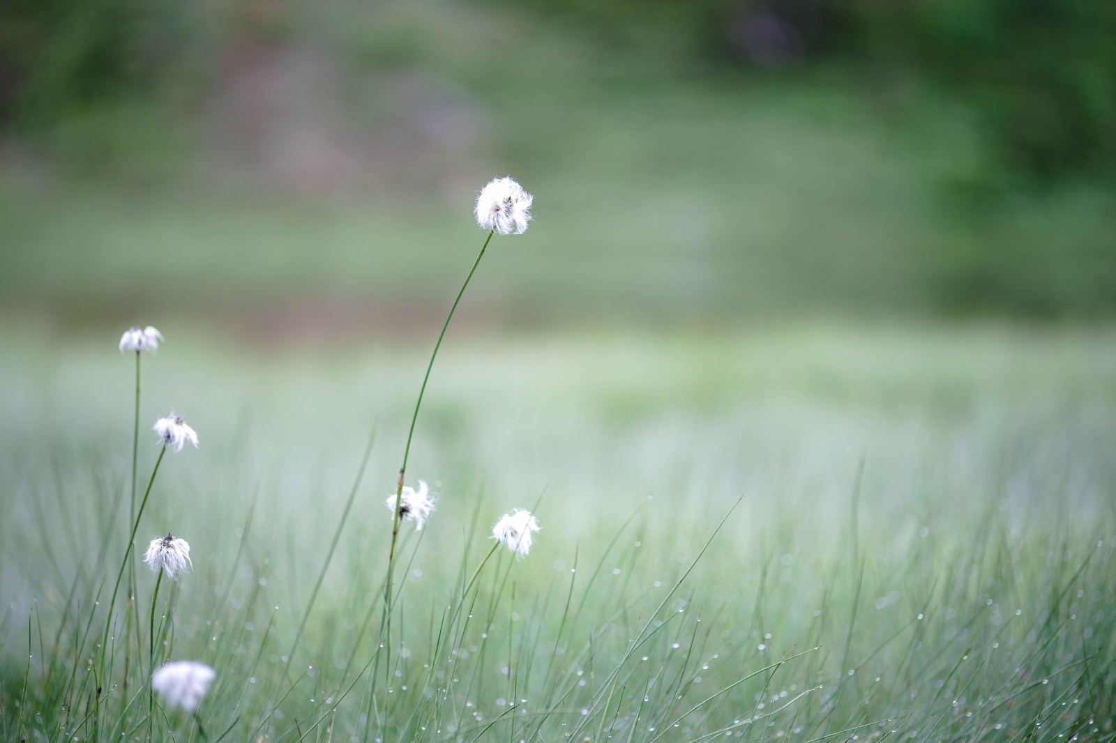 壁紙で癒し効果 高画質の植物の画像３０選 写真まとめサイト Pictas