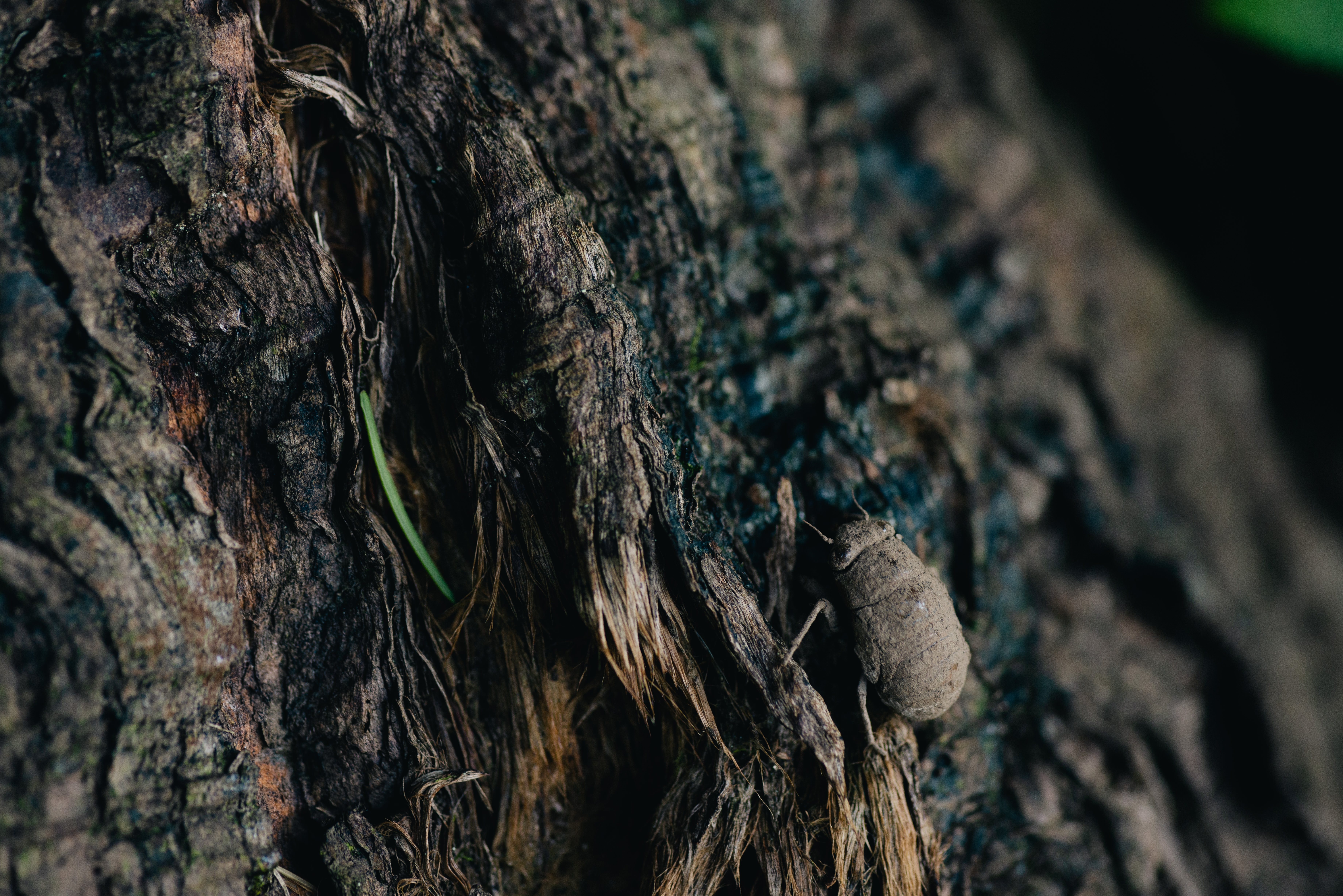 土中で約3年間すごして地上に出てきたばかりのニイニイゼミの写真素材 ぱくたそ