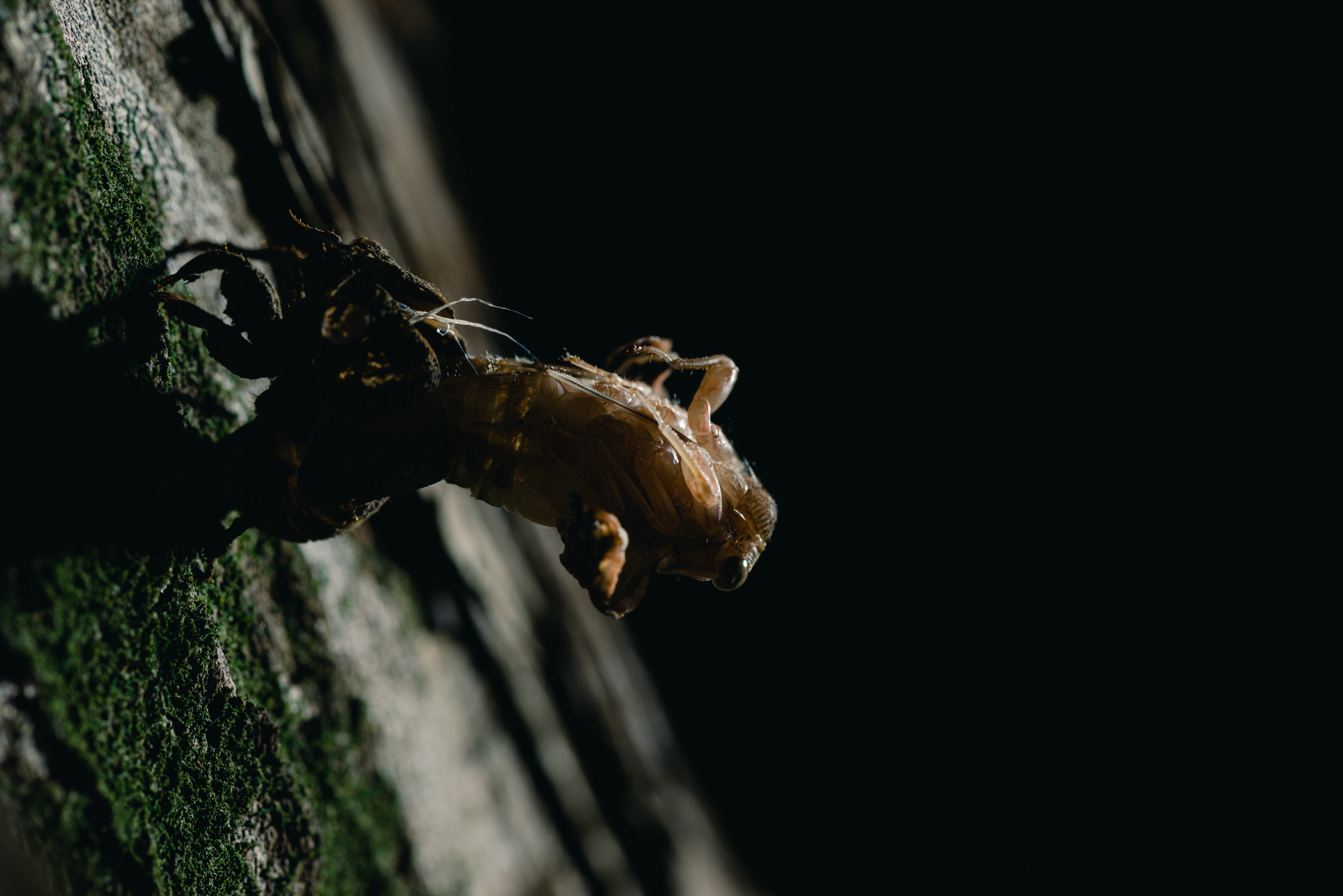 脱皮中 羽化 のニイニイゼミの写真素材 ぱくたそ