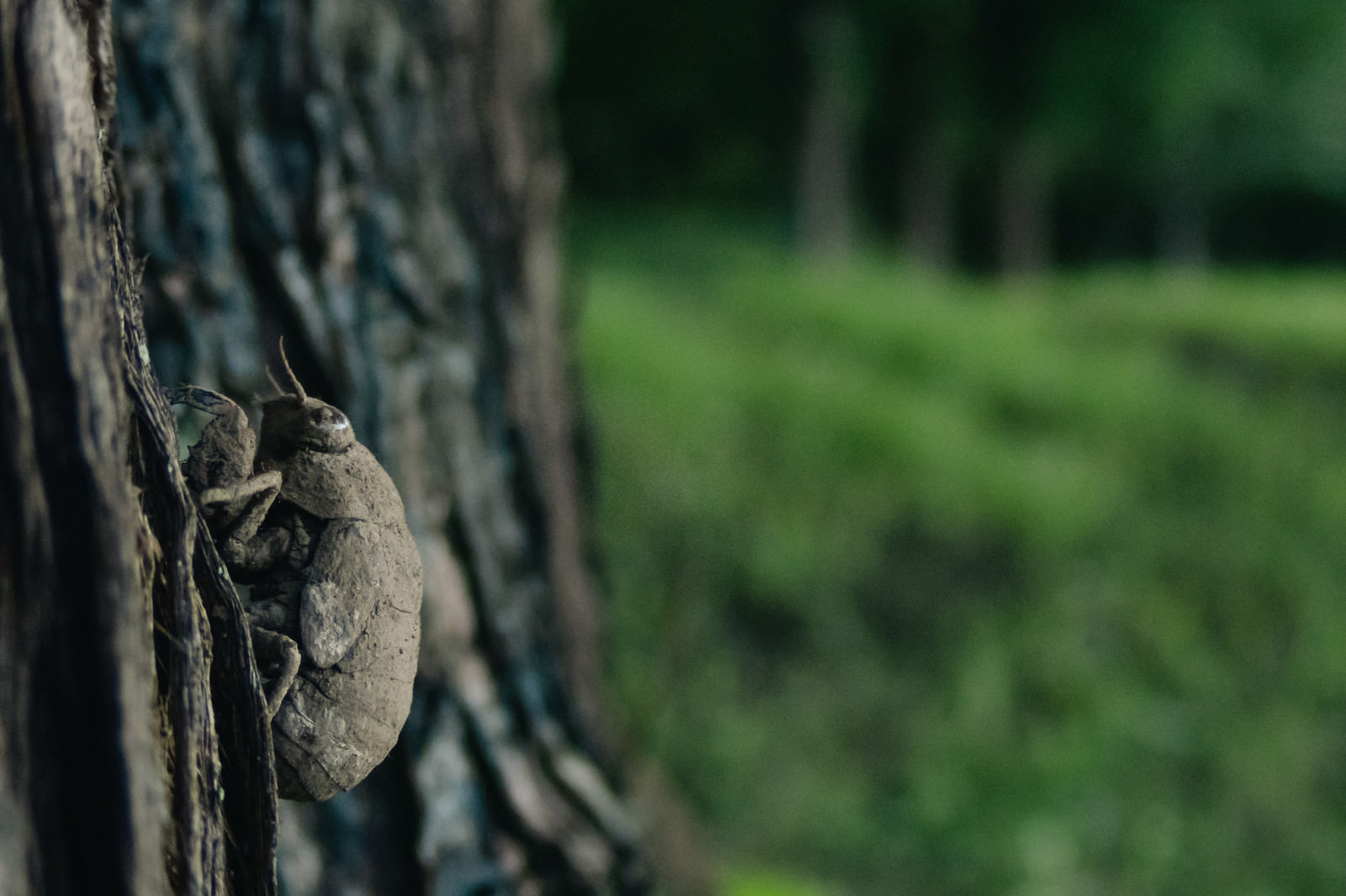 3年間土の中で過ごしてましたの写真素材 ぱくたそ