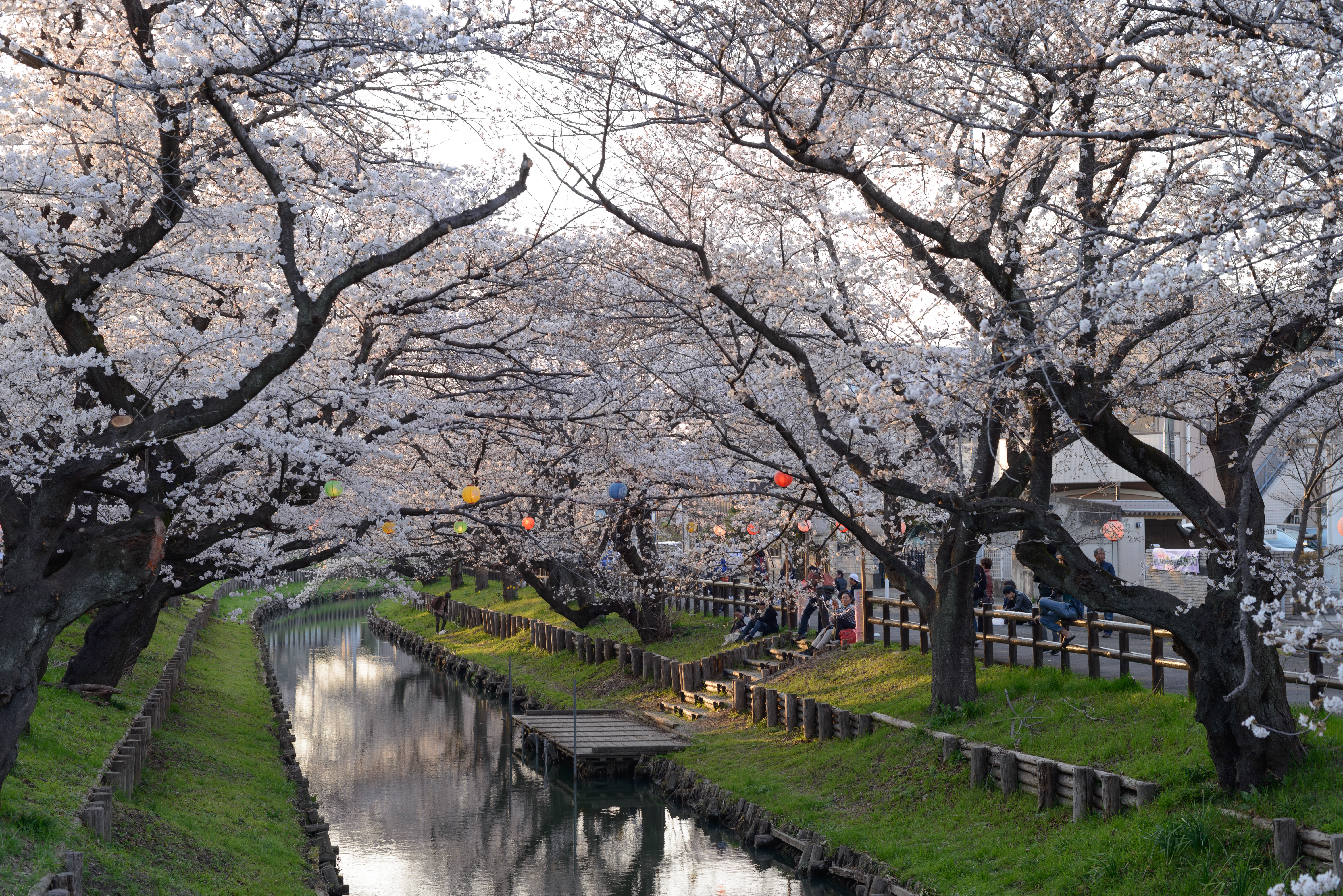 新河岸川の桜並木 埼玉県川越市氷川町 の写真素材 ぱくたそ
