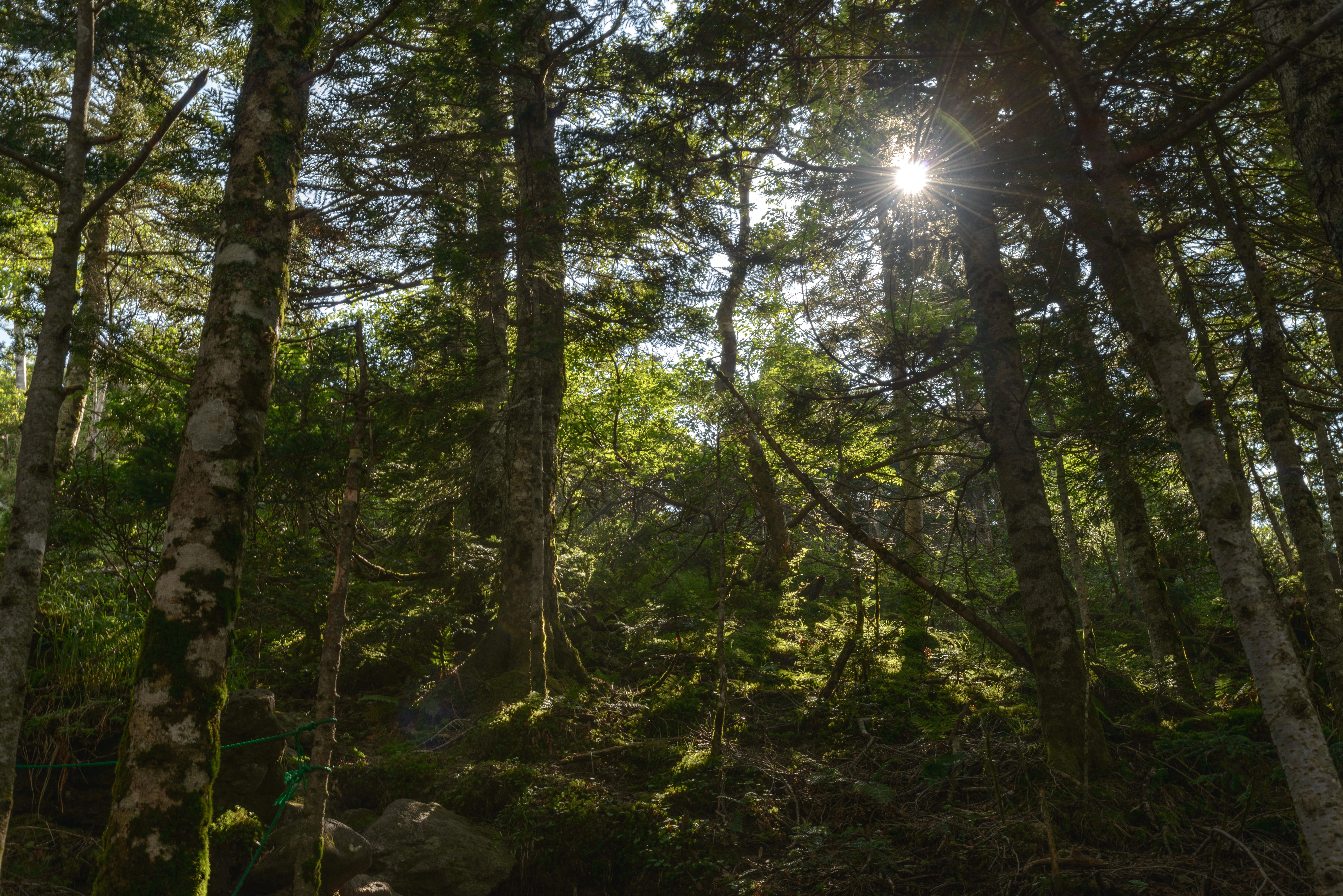 天狗岳の森と木漏れ日の写真を無料ダウンロード フリー素材 ぱくたそ
