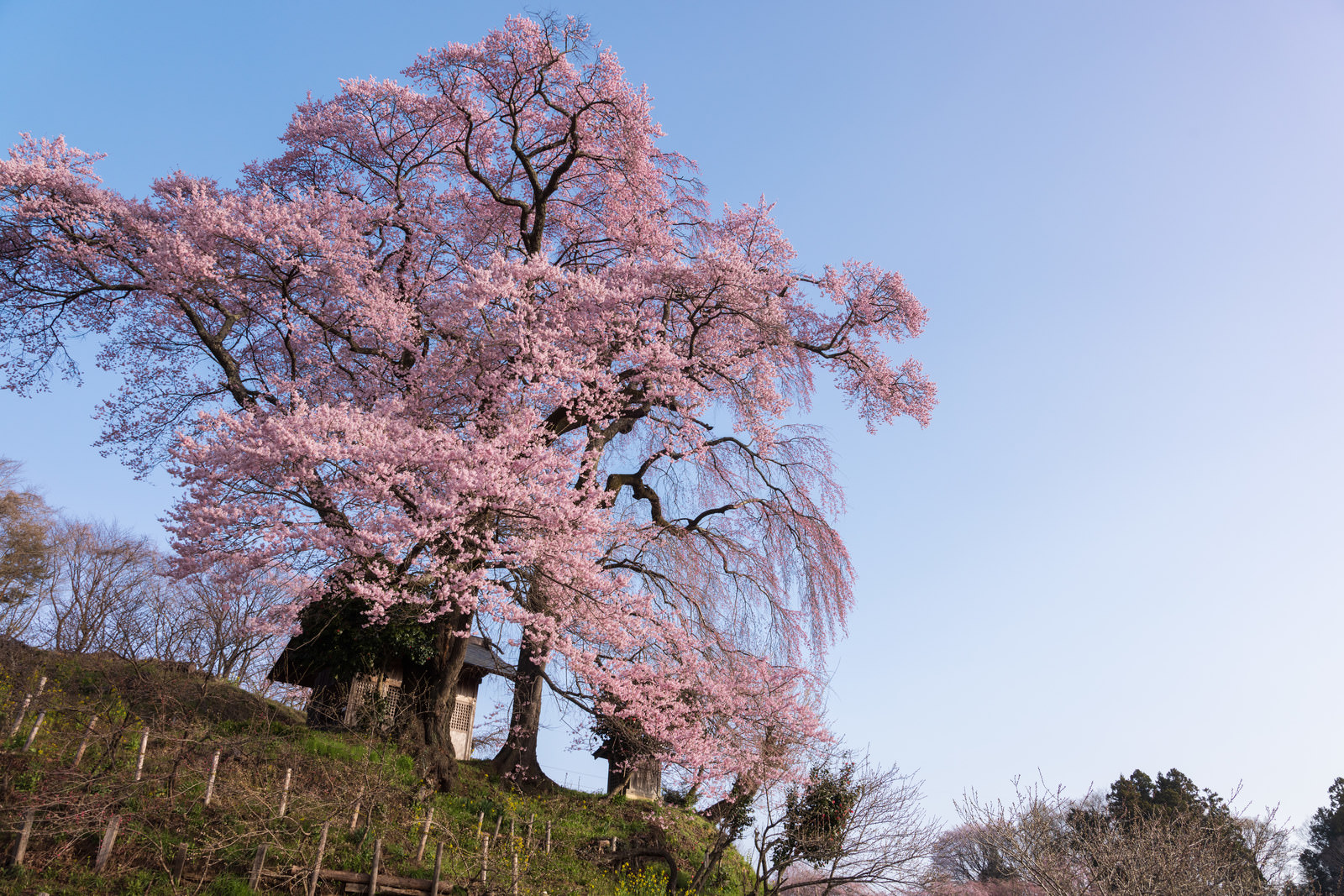 「樹齢約500年の天神夫婦桜 | フリー素材のぱくたそ」の写真