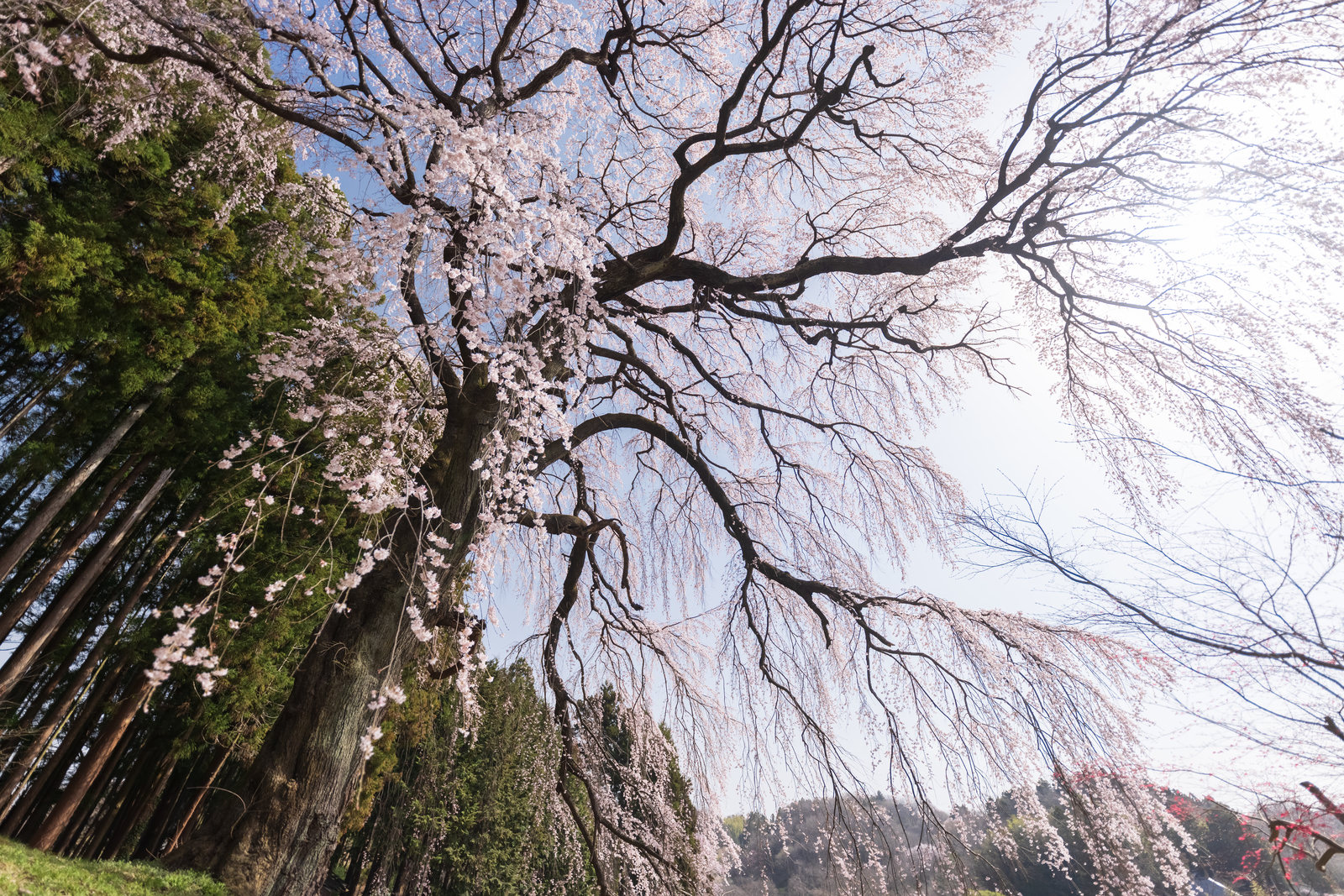 「しなやかに咲く「内出の桜」」の写真