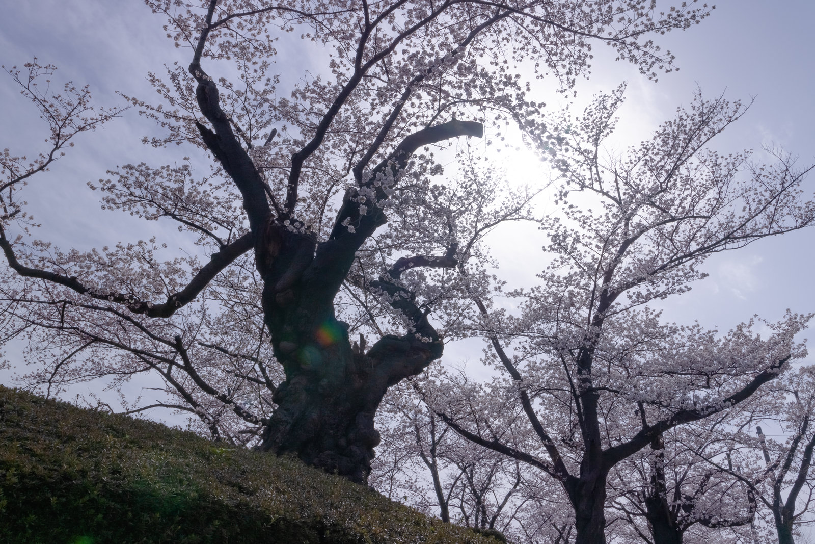 「日本最古の染井吉野の木 | フリー素材のぱくたそ」の写真