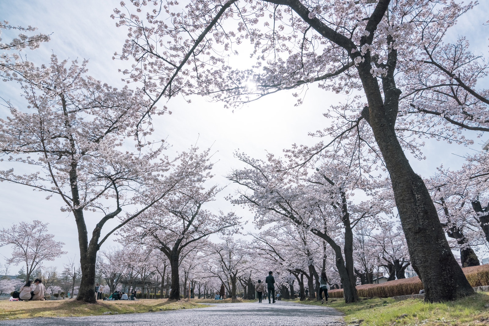 「開成山公園の桜並木」の写真