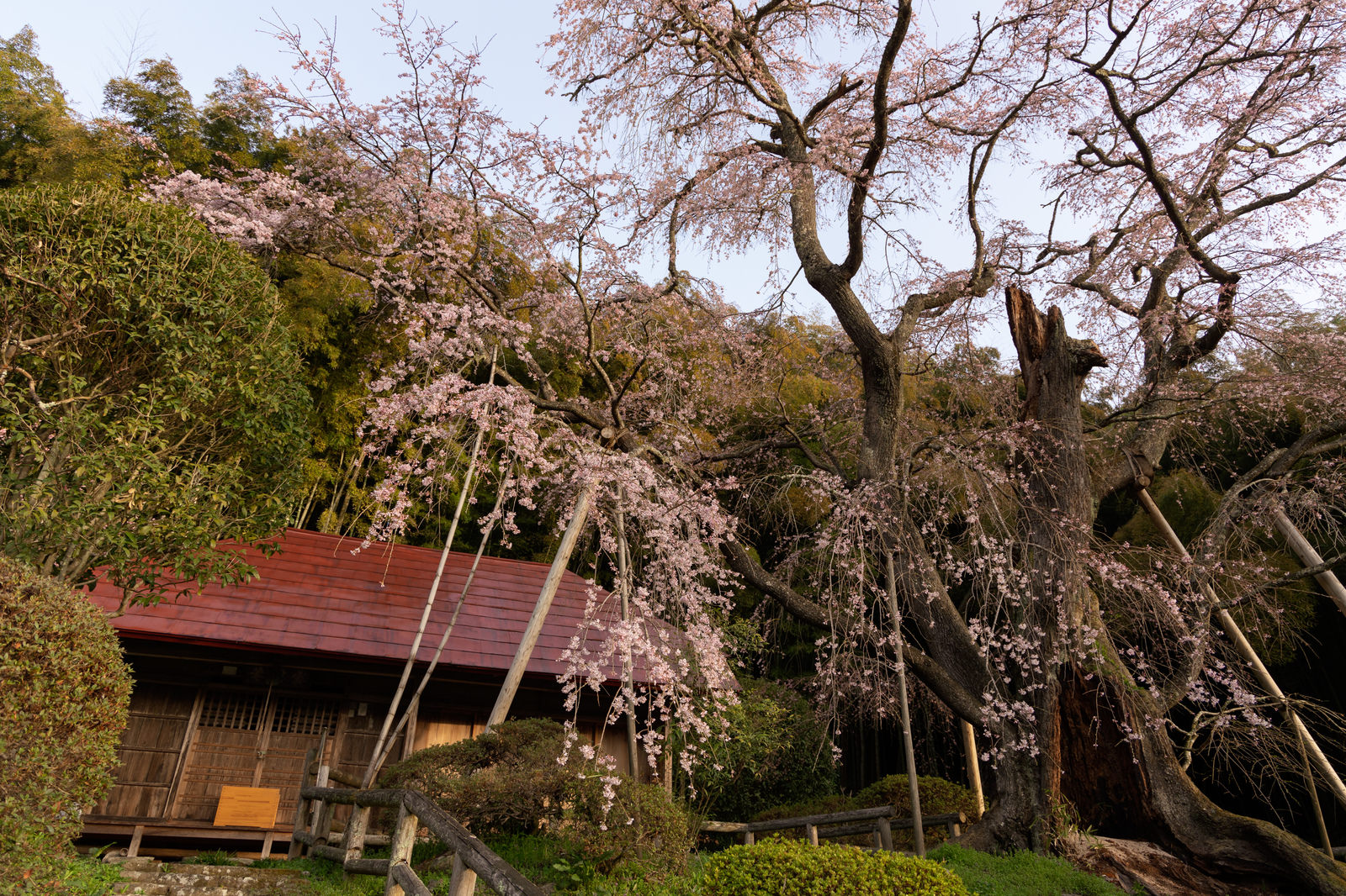 「雪村庵を覆う雪村（せっそん）桜 | フリー素材のぱくたそ」の写真