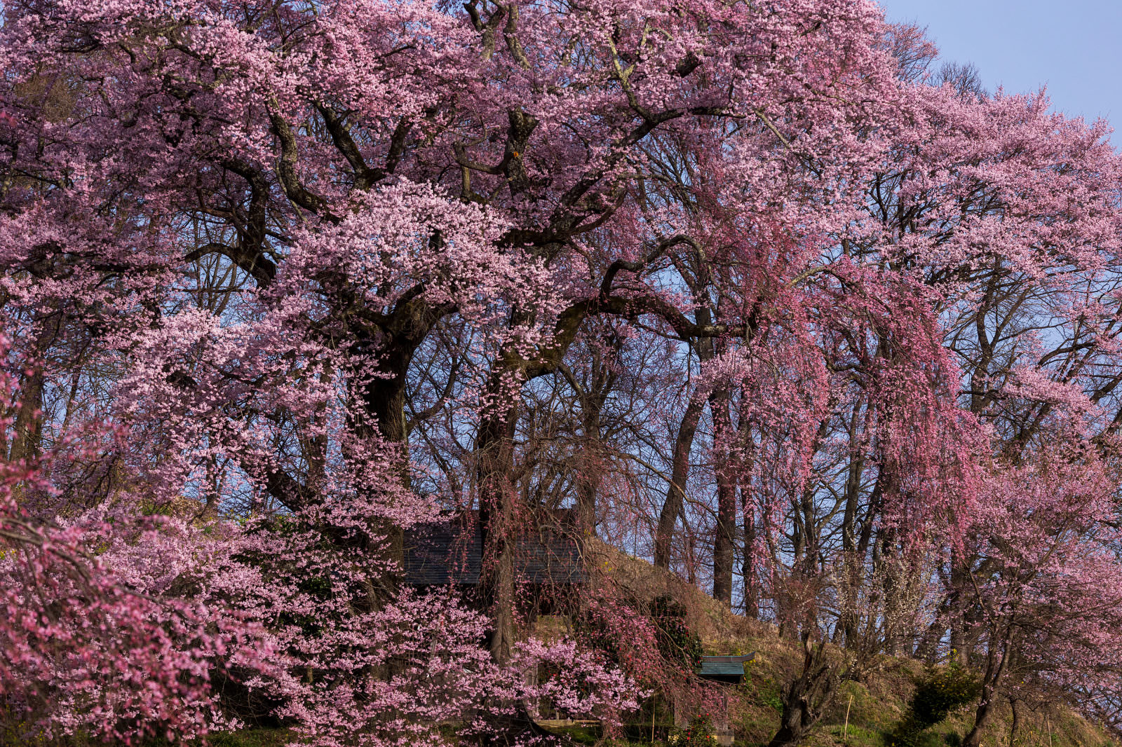 「二本の桜が夫婦のように寄り添き咲く「天神夫婦桜」 | フリー素材のぱくたそ」の写真