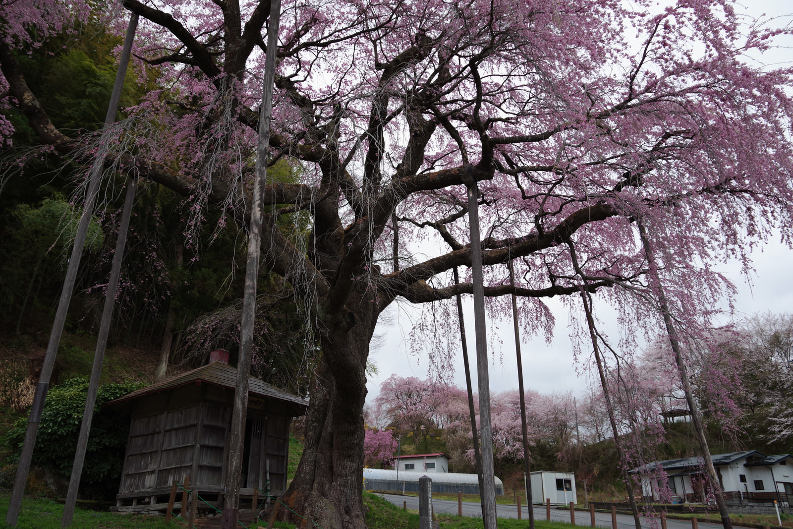 「雨の日の紅枝垂地蔵桜 | フリー素材のぱくたそ」の写真