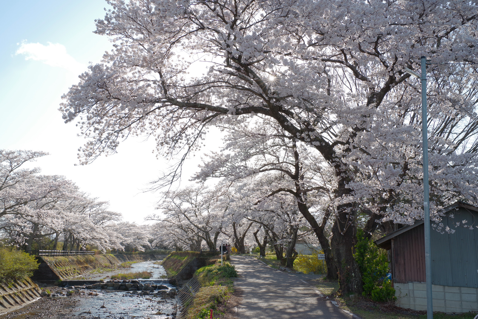 「笹原川の千本桜から見える光芒と花見客 | フリー素材のぱくたそ」の写真