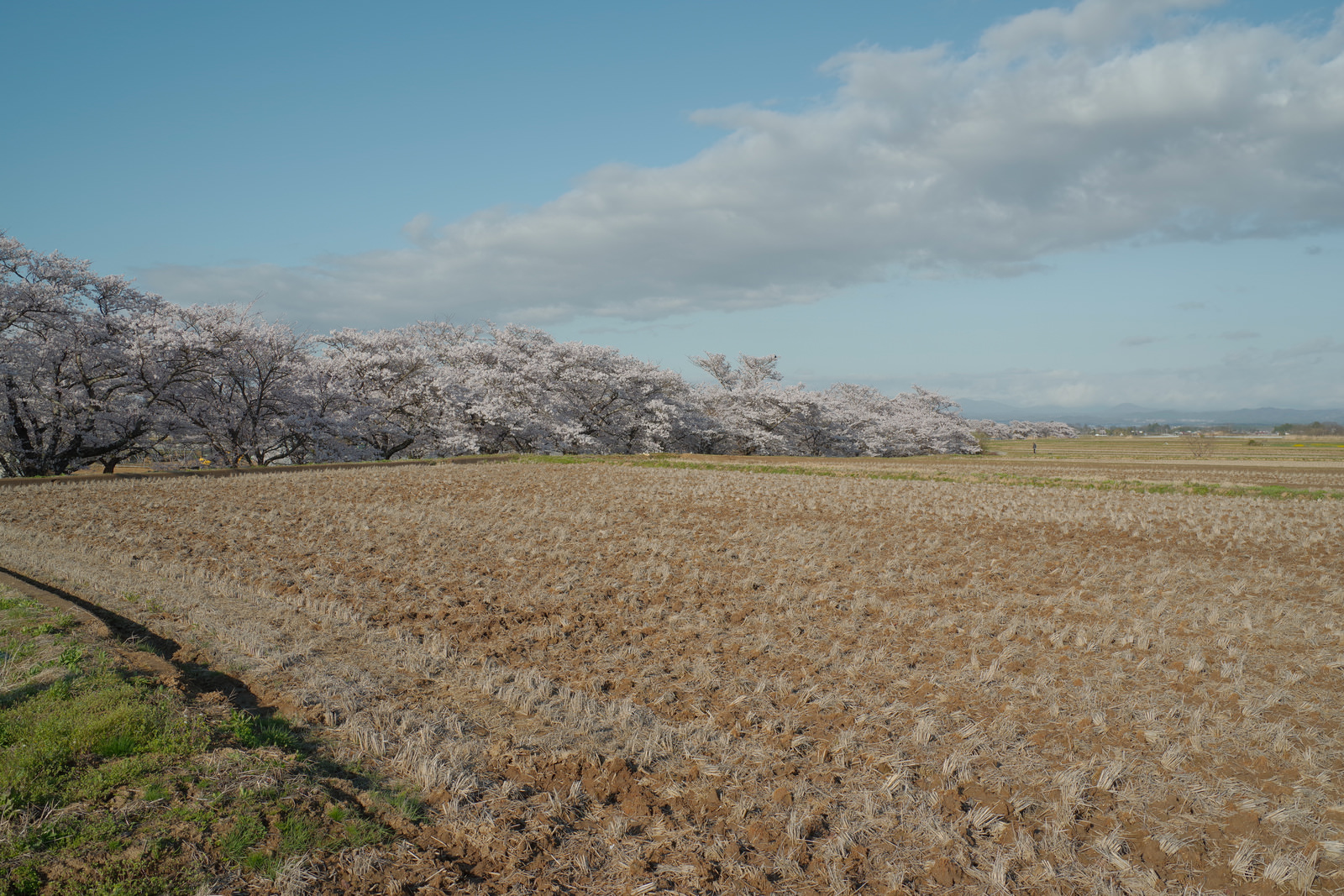 「空に浮かぶ大きな雲と田んぼ（笹原川千本桜） | フリー素材のぱくたそ」の写真