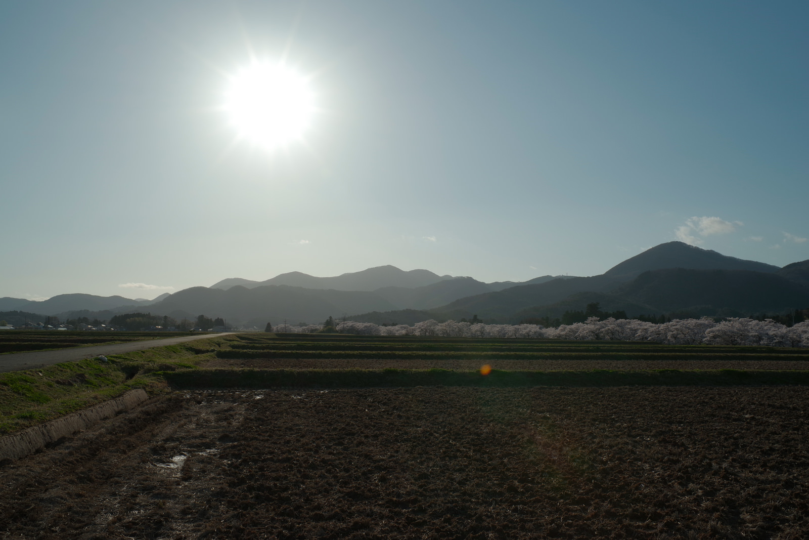 「水が入る前の田んぼと太陽（笹原川の千本桜）」の写真