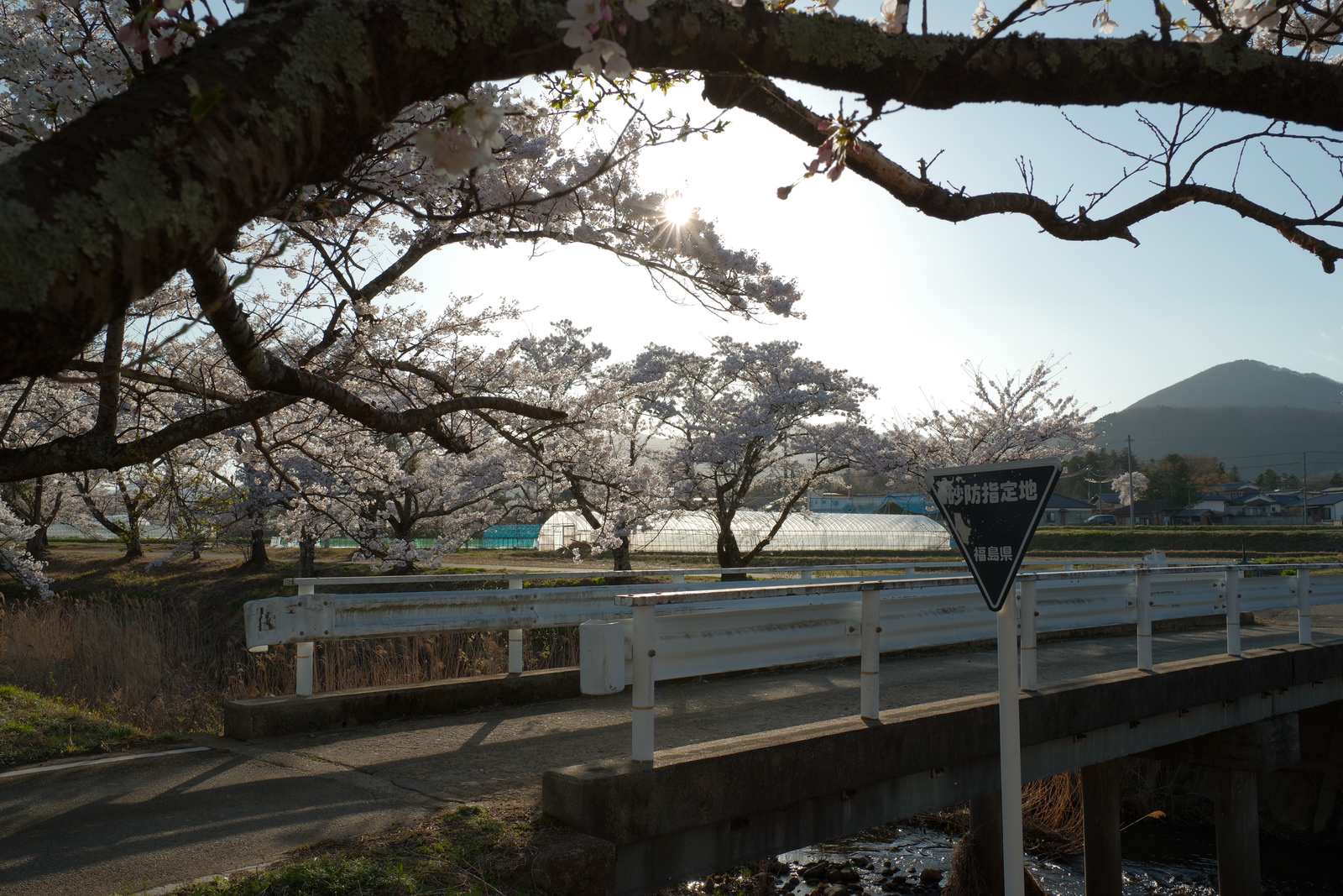 「笹原川の千本桜とガードレール」の写真