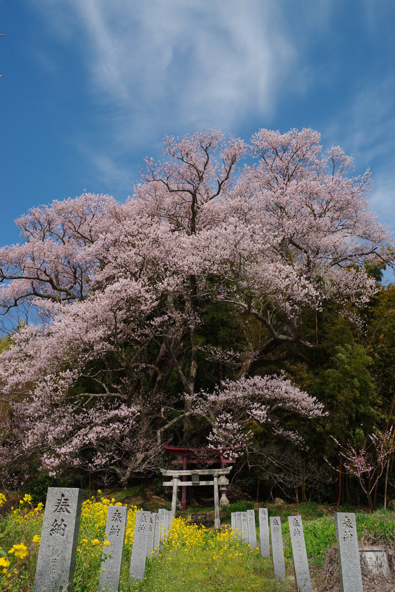 「大和田稲荷神社の入口となる鳥居と子授け櫻 | フリー素材のぱくたそ」の写真