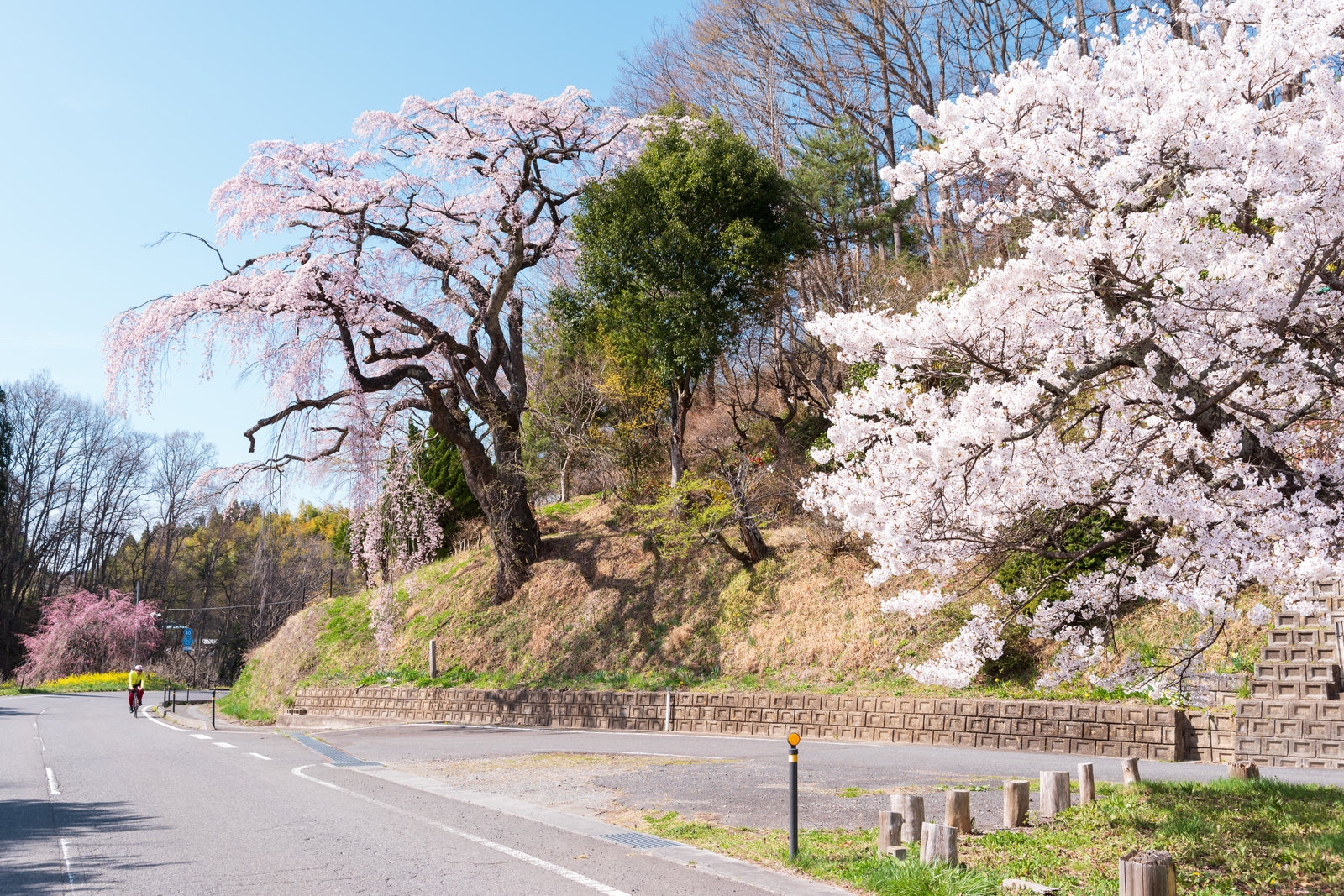 「伊勢谷商店の主人が植栽した一本桜「伊勢桜」」の写真