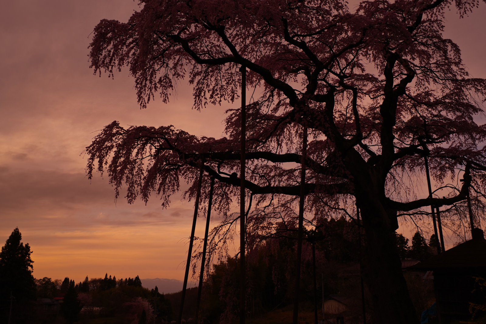 「紅枝垂地蔵桜のシルエット | フリー素材のぱくたそ」の写真
