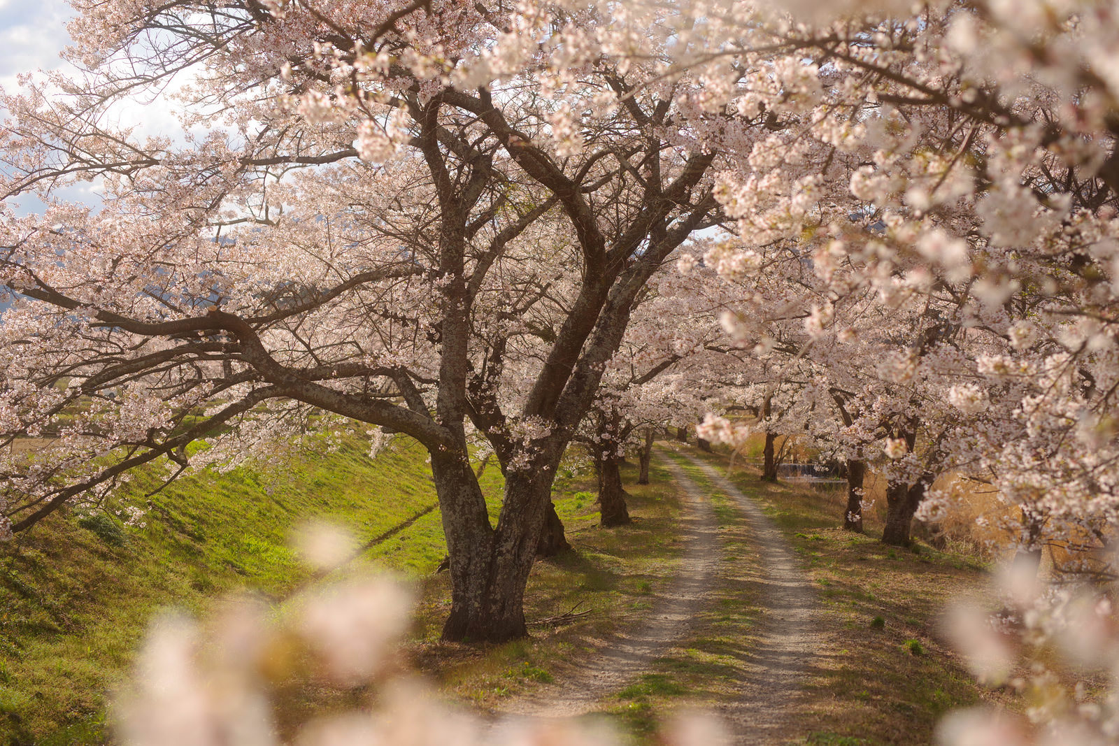「満開の笹原川千本桜のトンネル | フリー素材のぱくたそ」の写真