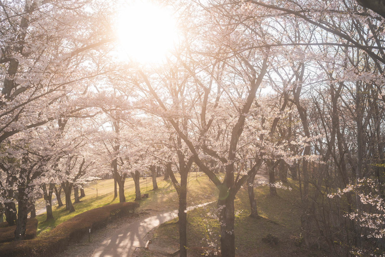 「逢瀬公園の丘陵地に咲く桜と夕焼け」の写真