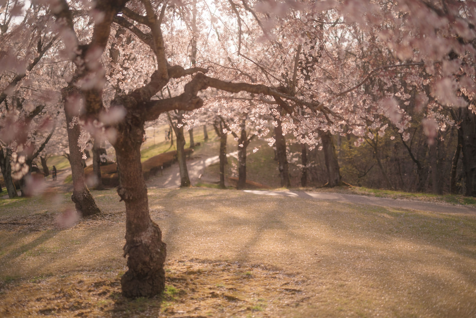 「夕暮れ時の逢瀬公園の桜 | フリー素材のぱくたそ」の写真