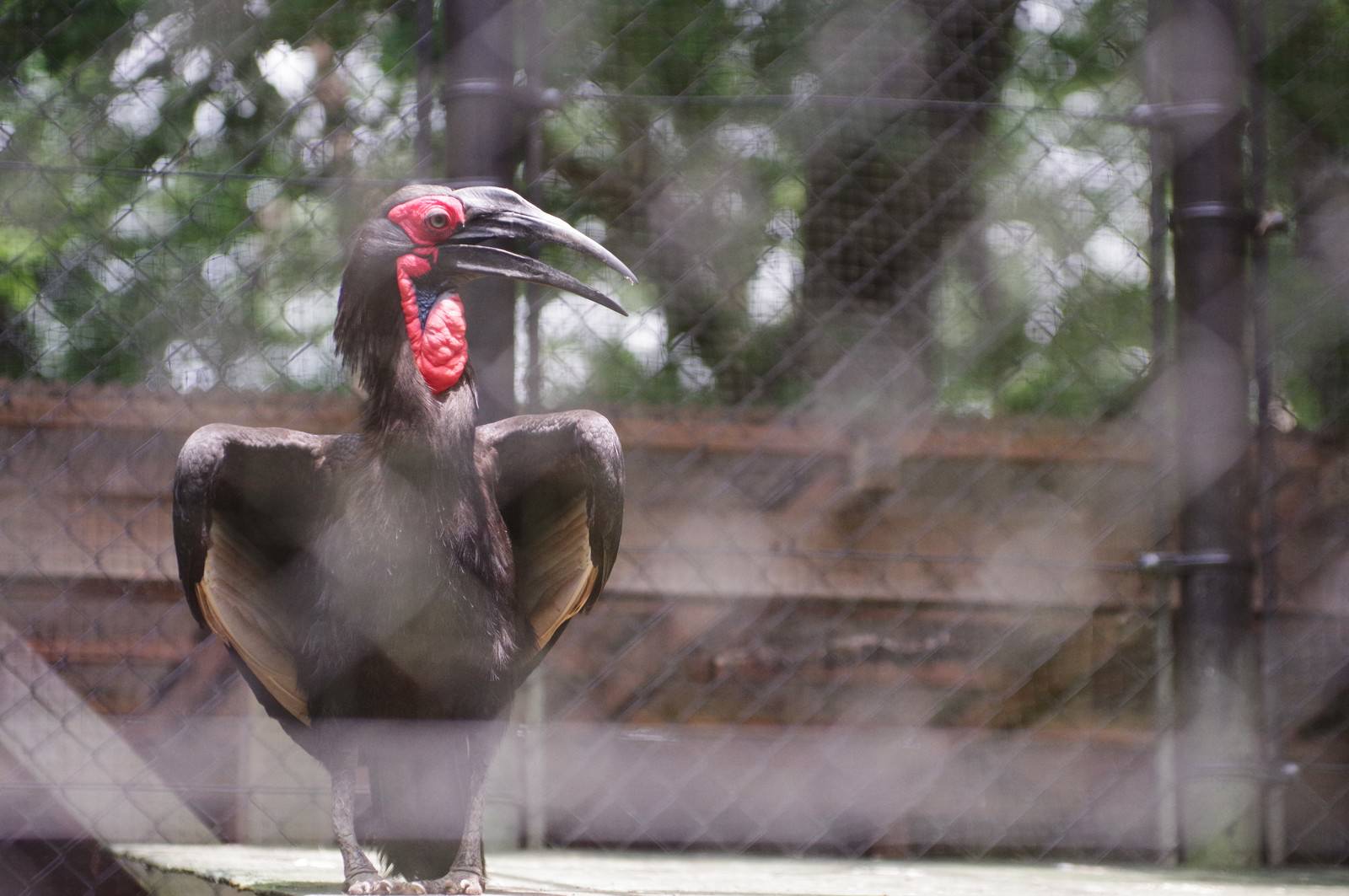 鳥のカテゴリに関連する写真素材 フリー素材 234枚 ぱくたそ
