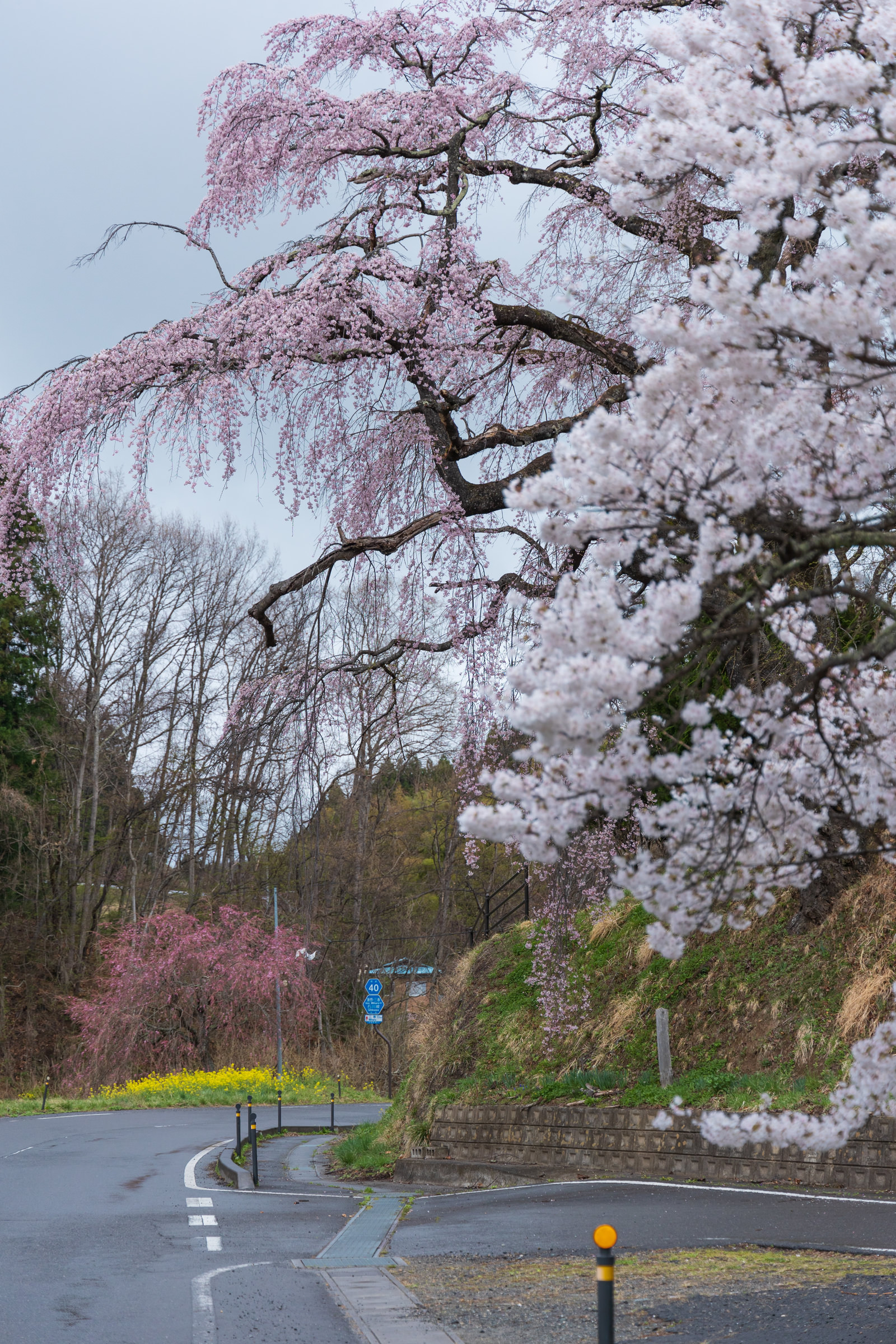 雨桜 雨で濡れた伊勢桜の無料の写真素材 - ID.85952｜フリー素材 ぱくたそ