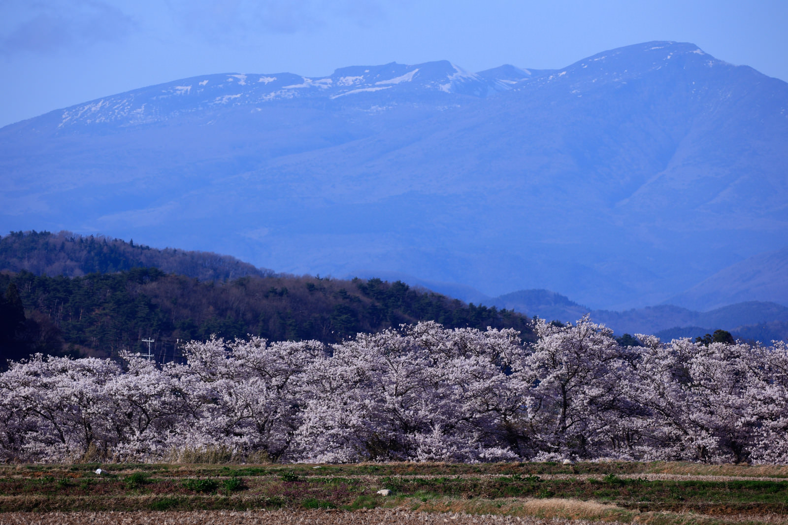 「残雪の山と笹原川の千本桜 | フリー素材のぱくたそ」の写真