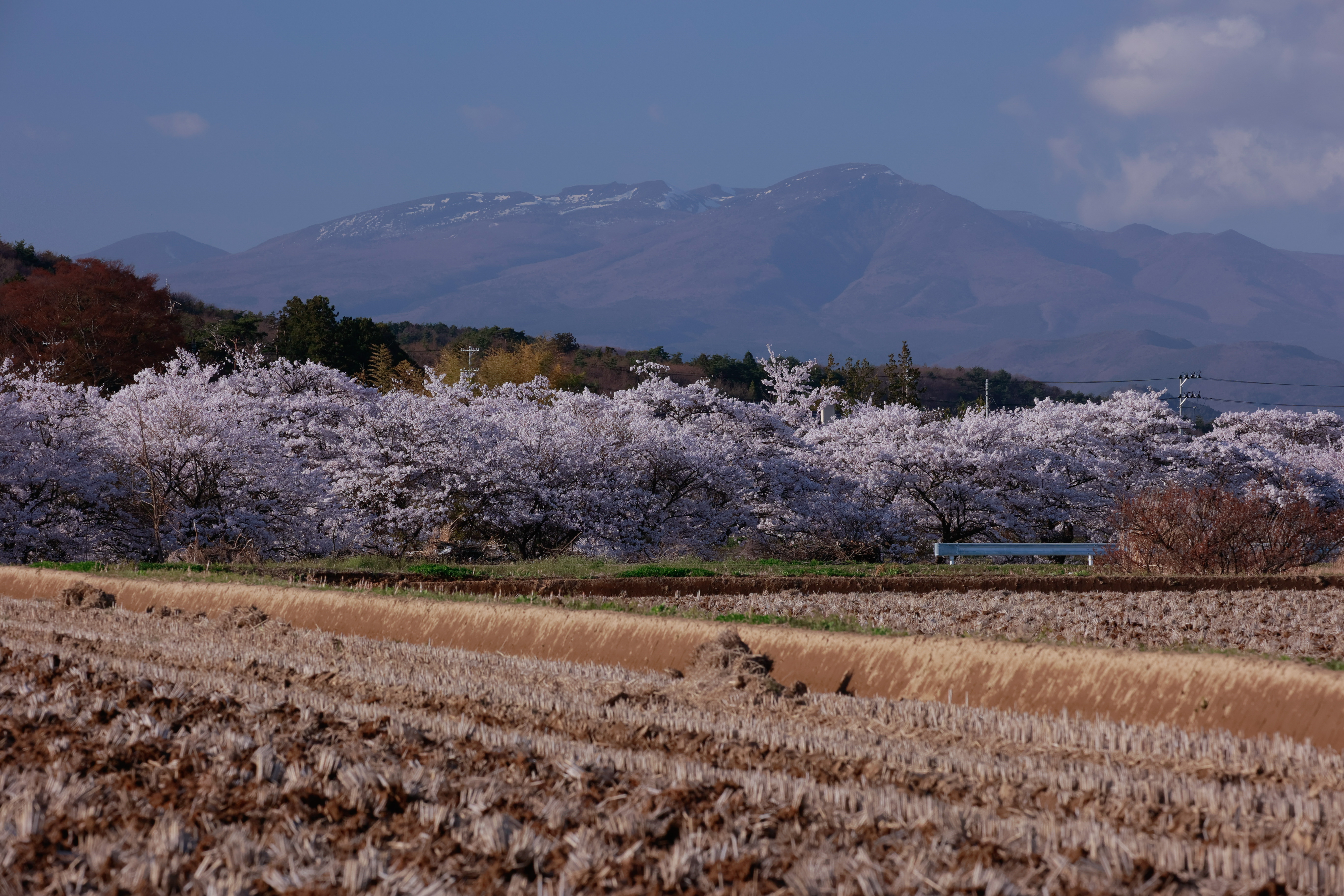 田んぼの畔と桜並木 笹原川の千本桜 の写真素材 ぱくたそ