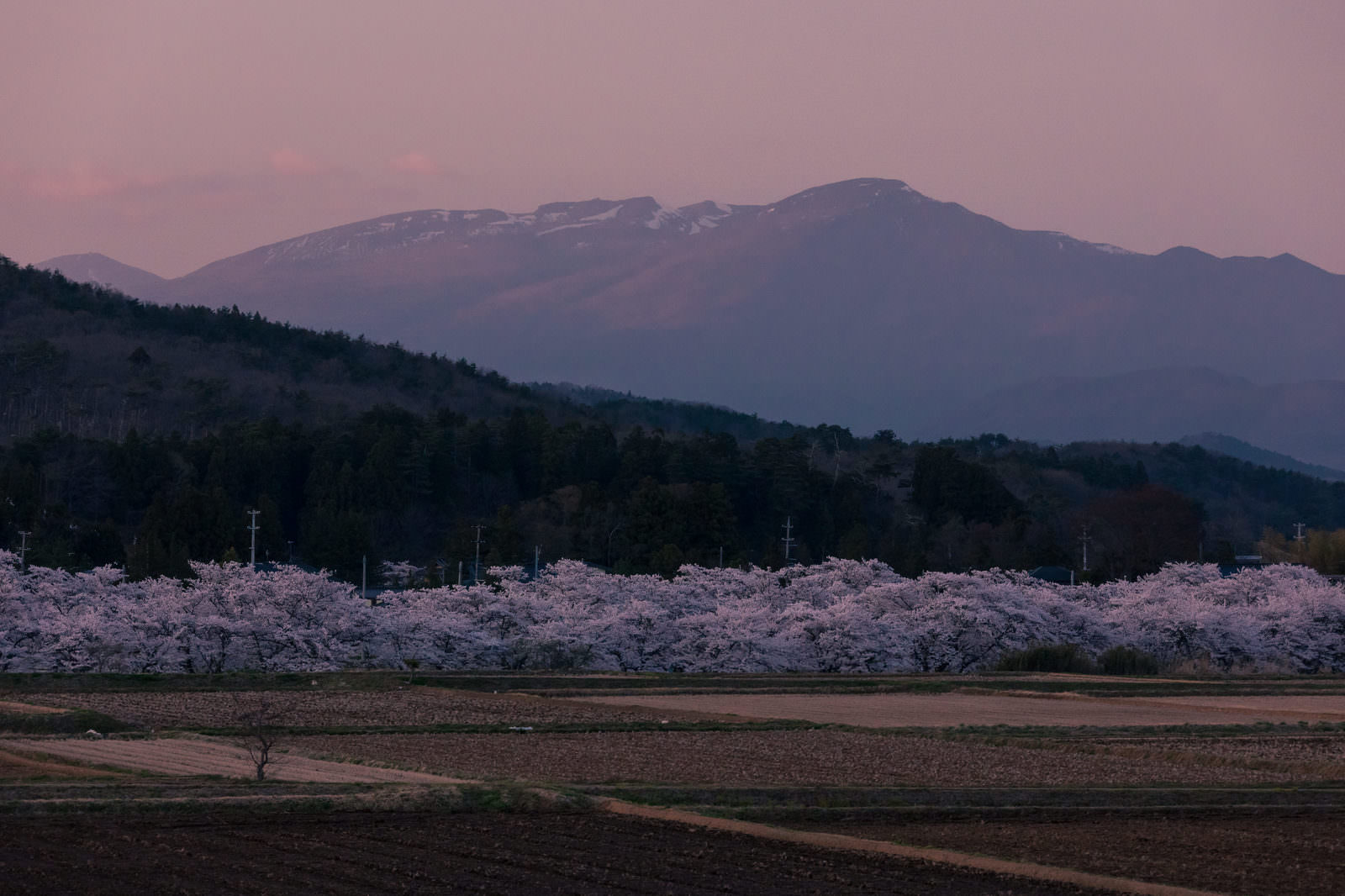 「麓の山と笹原川の千本桜 | フリー素材のぱくたそ」の写真