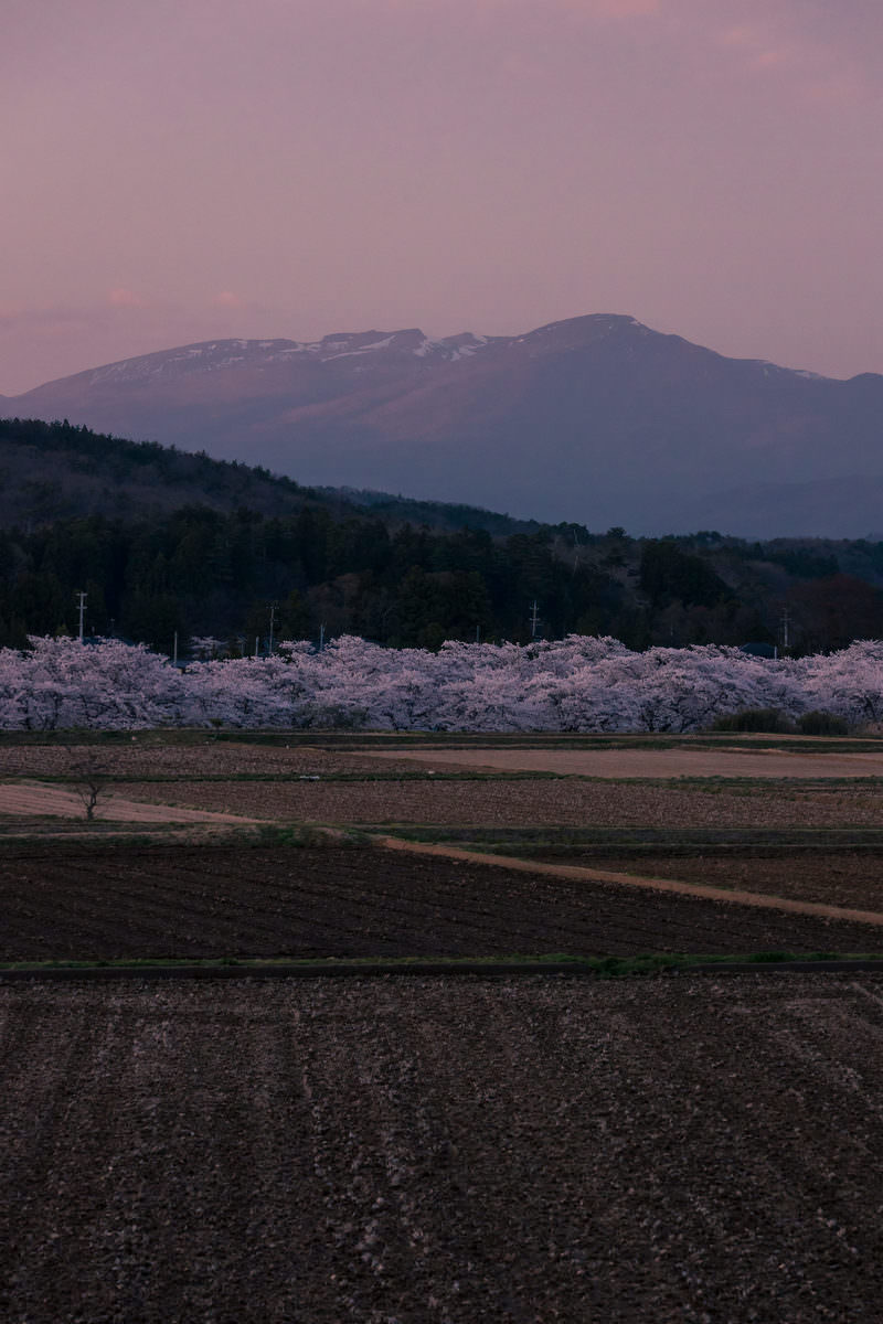 「田んぼと麓の山に挟まれた笹原川の千本桜 | フリー素材のぱくたそ」の写真