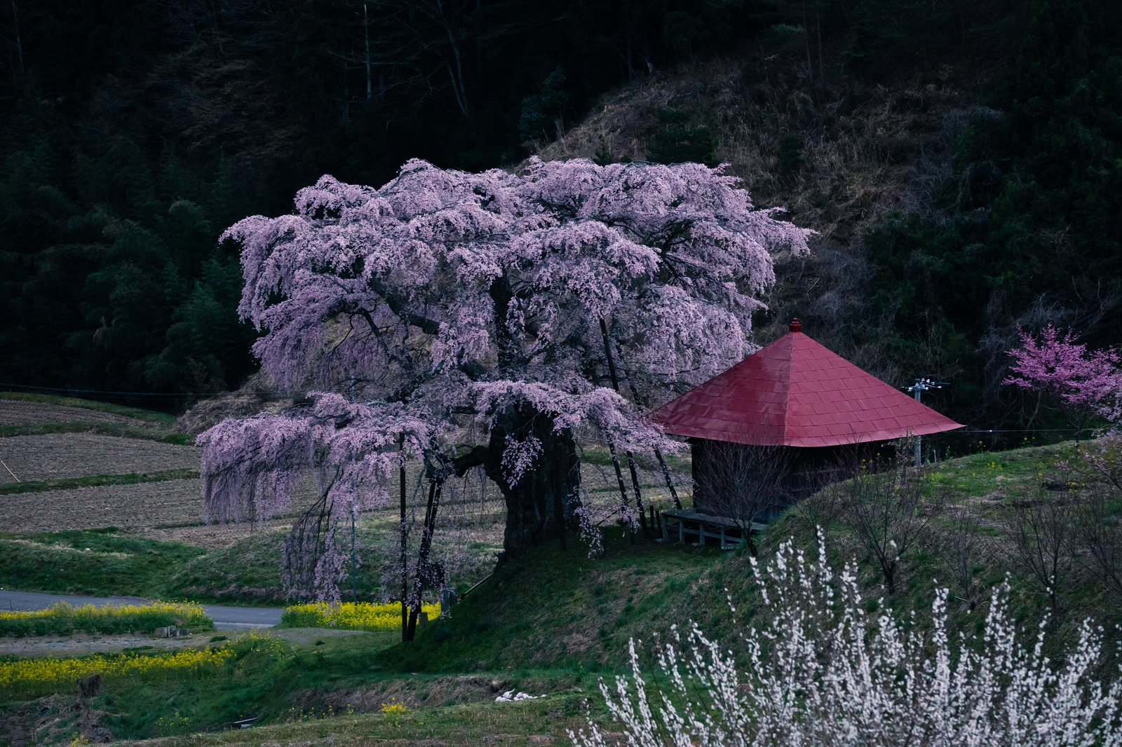 「不動堂と上石の不動桜」の写真