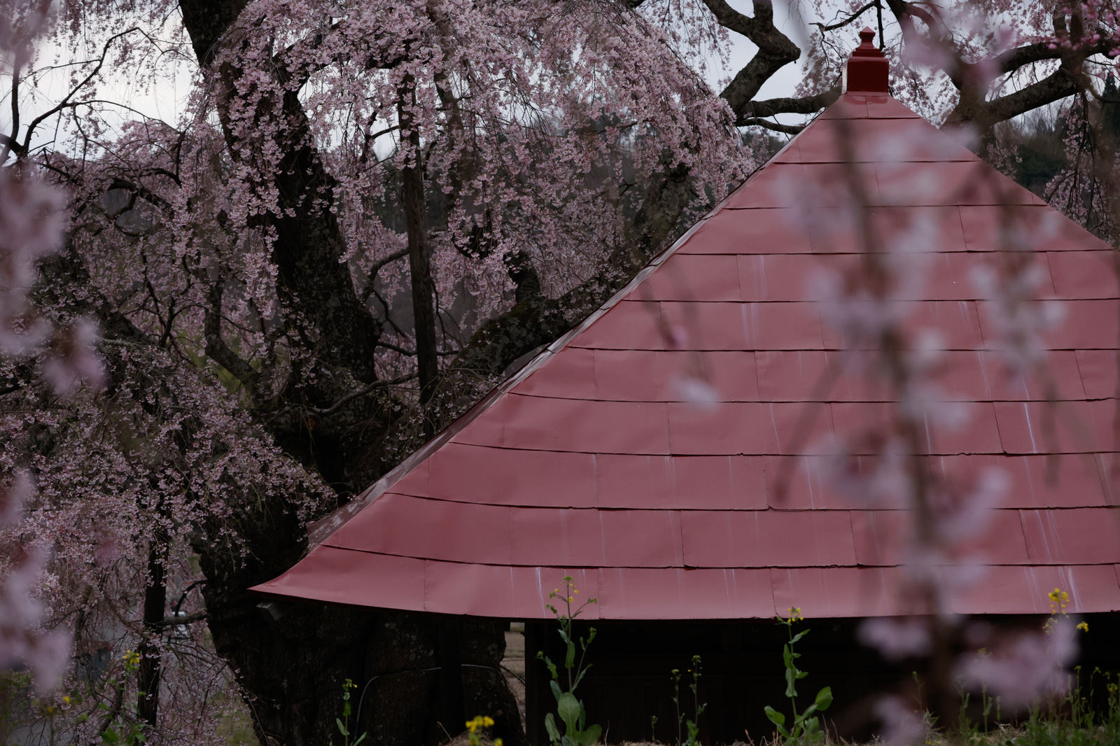 「不動堂の屋根と上石の不動桜 | フリー素材のぱくたそ」の写真