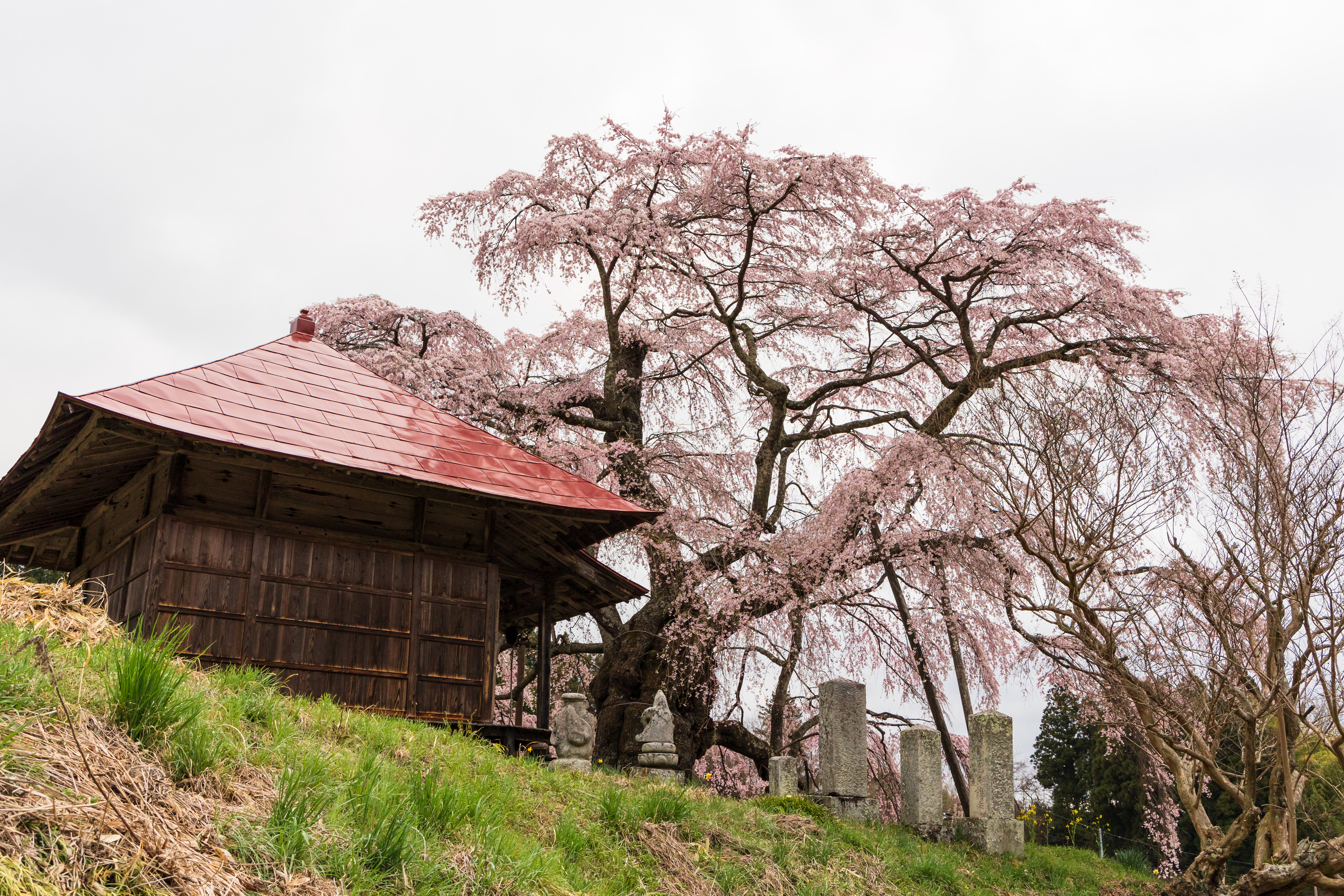 お堂と一本桜 上石の不動桜 の写真素材 ぱくたそ