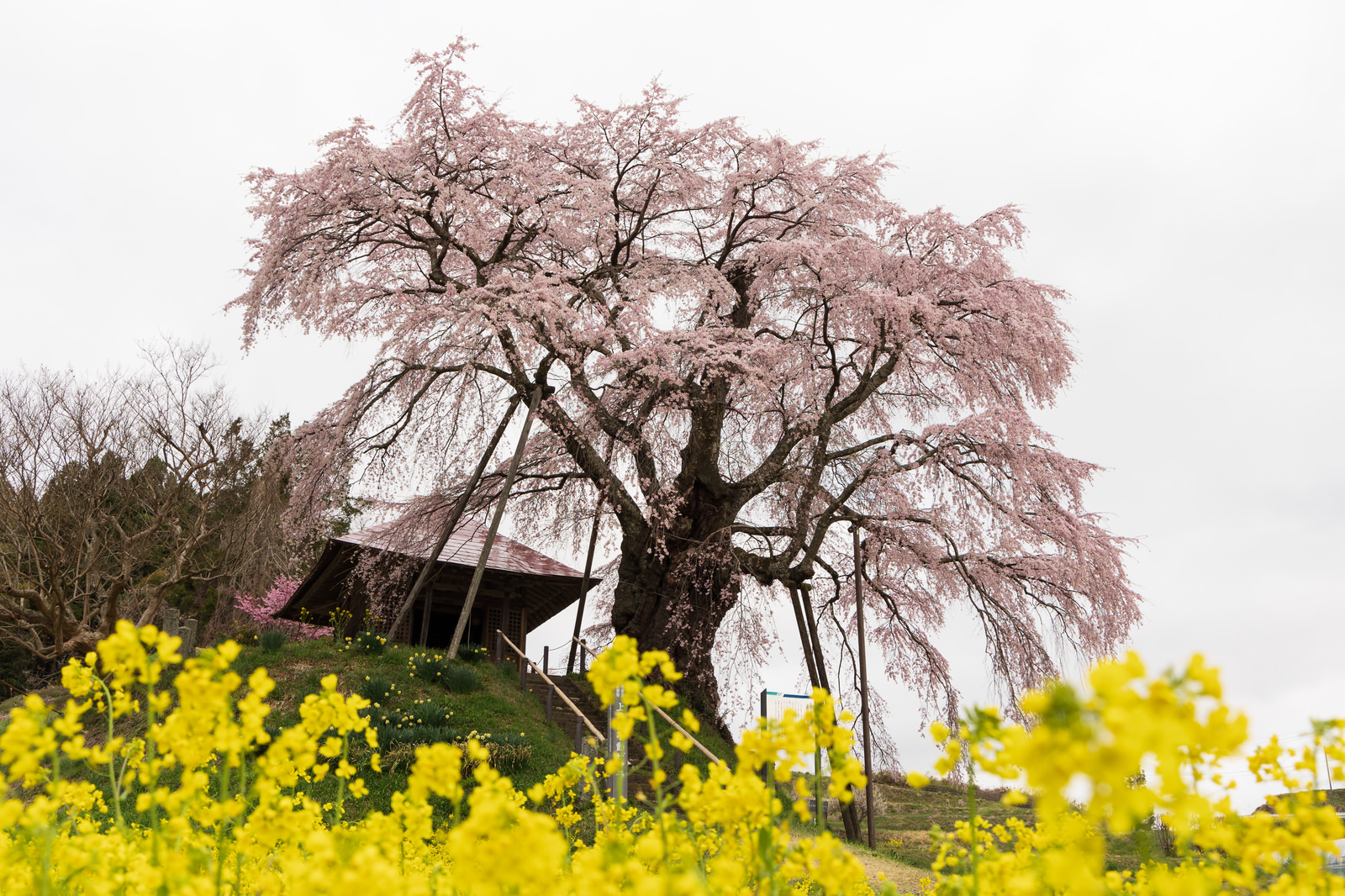「菜の花越しに満開に咲き誇る上石の不動桜 | フリー素材のぱくたそ」の写真